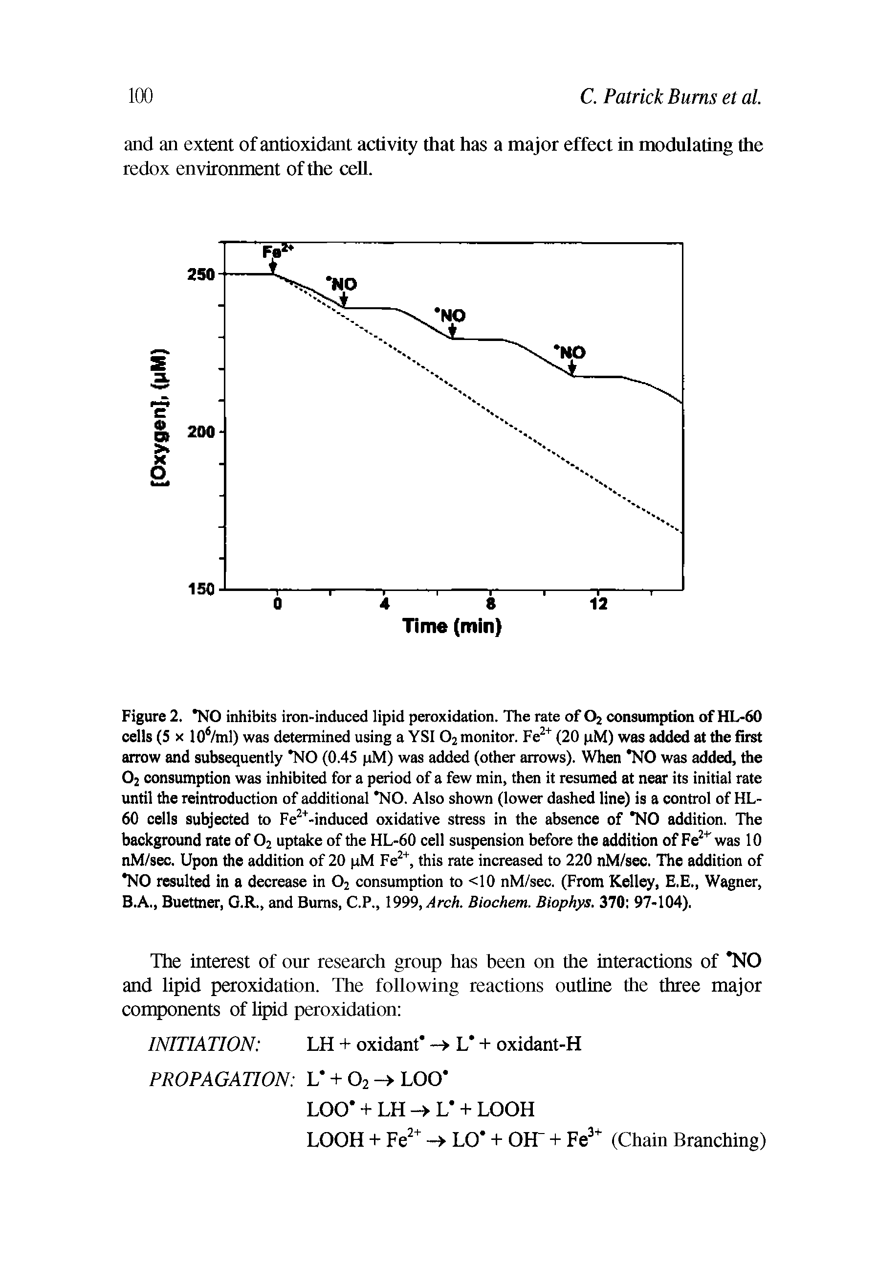 Figure 2. NO inhibits iron-induced lipid peroxidation. The rate of Oj consumption of HL-60 cells (5 X 10 /ml) was detennined using a YSI O2 monitor. Fe (20 pM) was added at the first arrow and subsequently NO (0.45 pM) was added (other arrows). When NO was added, the O2 consumption was inhibited for a period of a few min, then it resumed at near its initial rate until the reintroduction of additional NO. Also shown (lower dashed line) is a control of HL-60 cells subjected to Fe -induced oxidative stress in the absence of NO addition. The background rate of O2 uptake of the HL-60 cell suspension before the addition of Fe was 10 nM/sec. Upon the addition of 20 pM Fe, this rate increased to 220 nM/sec. The addition of NO resulted in a decrease in O2 consumption to <10 nM/sec. (From Kelley, E.E., Wagner, B.A., Buettner, G.R., and Bums, C.P., 1999, Arch. Biochem. Biophys. 370 97-104).