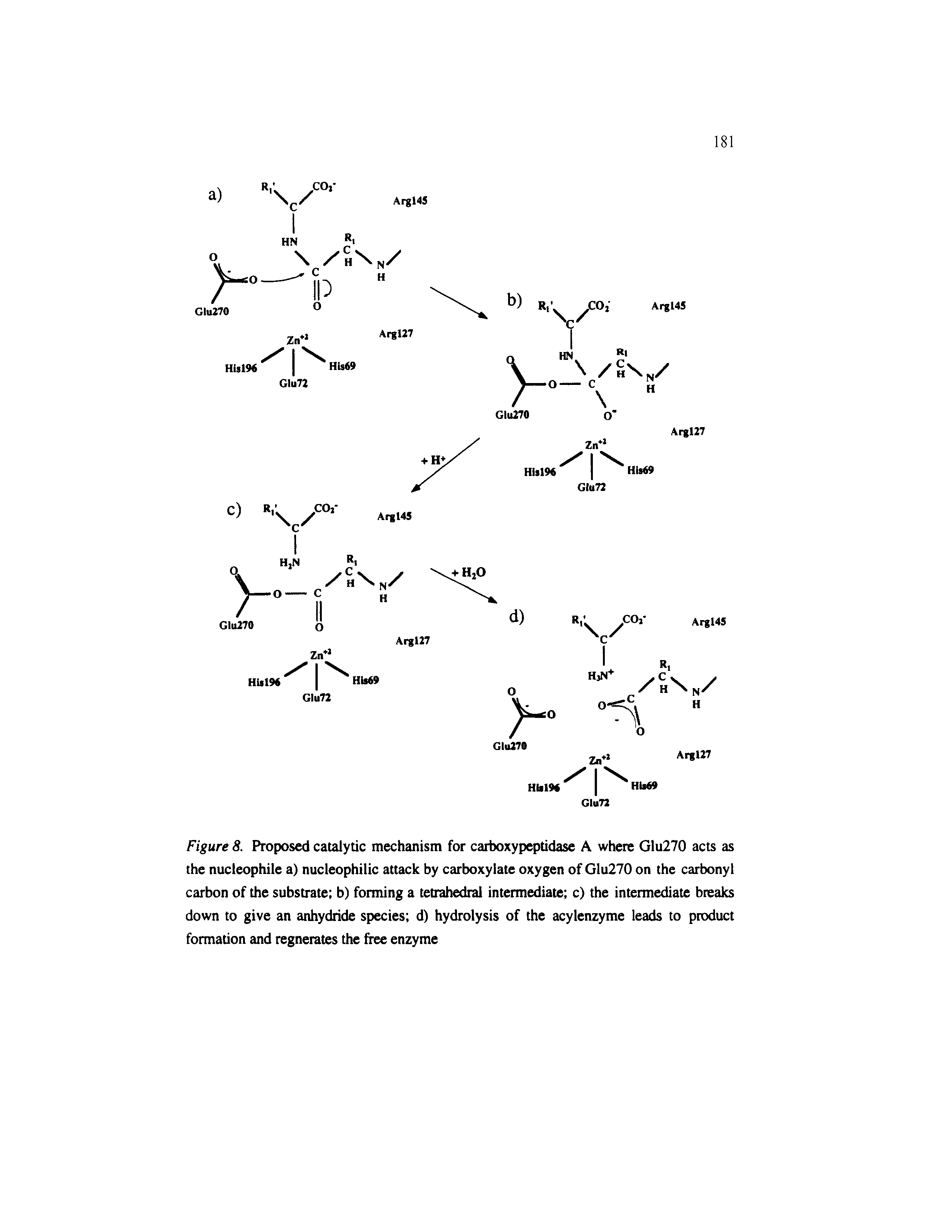 Figure 8. Proposed catalytic mechanism for carboxypeptidase A where Glu270 acts as the nucleophile a) nucleophilic attack by carboxylate oxygen of Glu270 on the carbonyl carbon of the substrate b) forming a tetrahedral intermediate c) the intermediate breaks down to give an anhydride species d) hydrolysis of the acylenzyme leads to product formation and regnerates the free enzyme...
