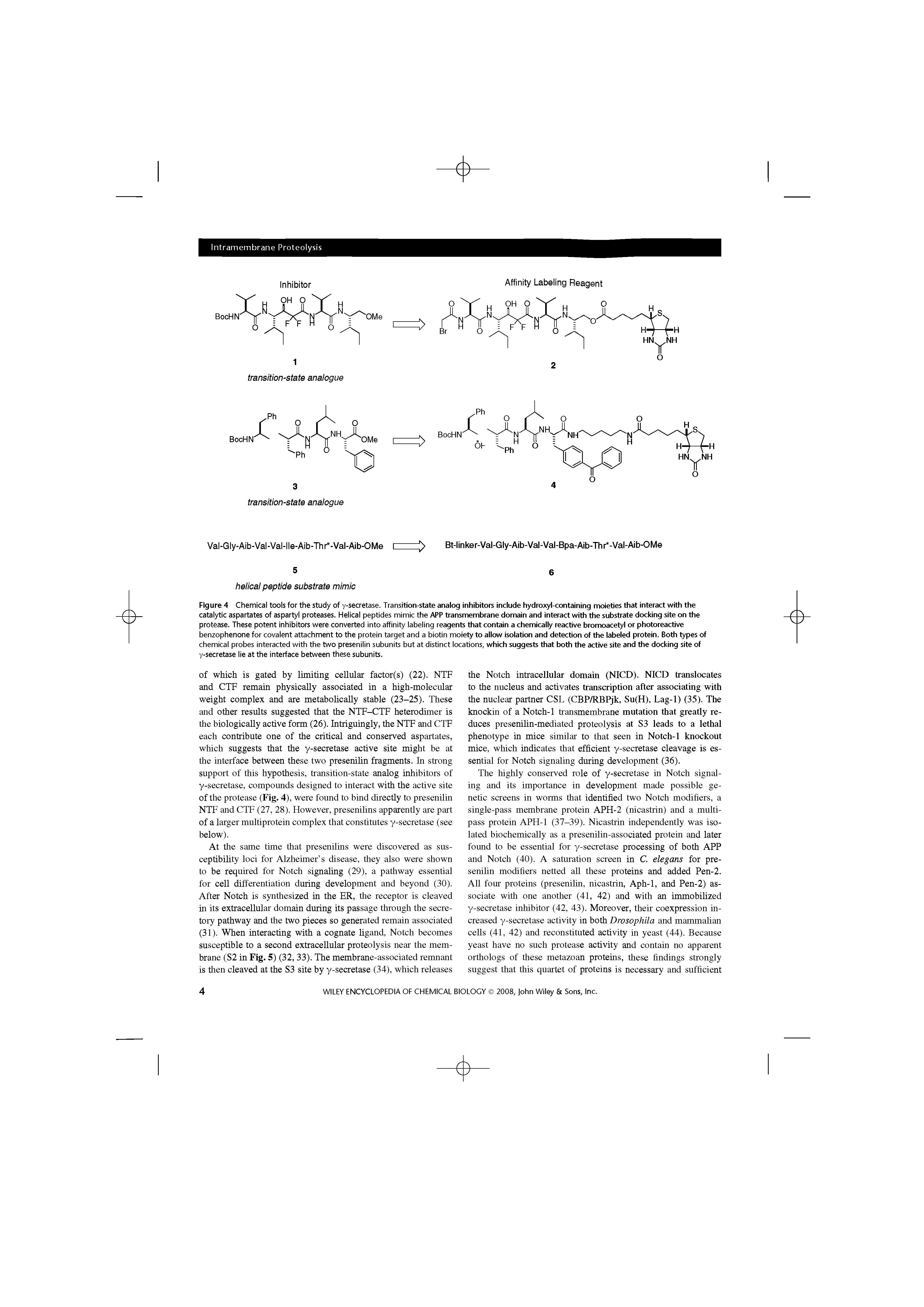 Figure 4 Chemical tools for the study of y-secretase. Transition-state anaiog inhibitors inciude hydroxyi-containing moieties that interact with the catalytic aspartates of aspartyl proteases. Helical peptides mimic the APR transmembrane domain and interact with the substrate docking site on the protease. These potent inhibitors were converted into affinity labeling reagents that contain a chemicaiiy reactive bromoacetyi or photoreactive benzophenone for covalent attachment to the protein target and a biotin moiety to allow isolation and detection of the labeled protein. Both types of chemical probes interacted with the two presenilin subunits but at distinct locations, which suggests that both the active site and the docking site of y-secretase lie at the interface between these subunits.