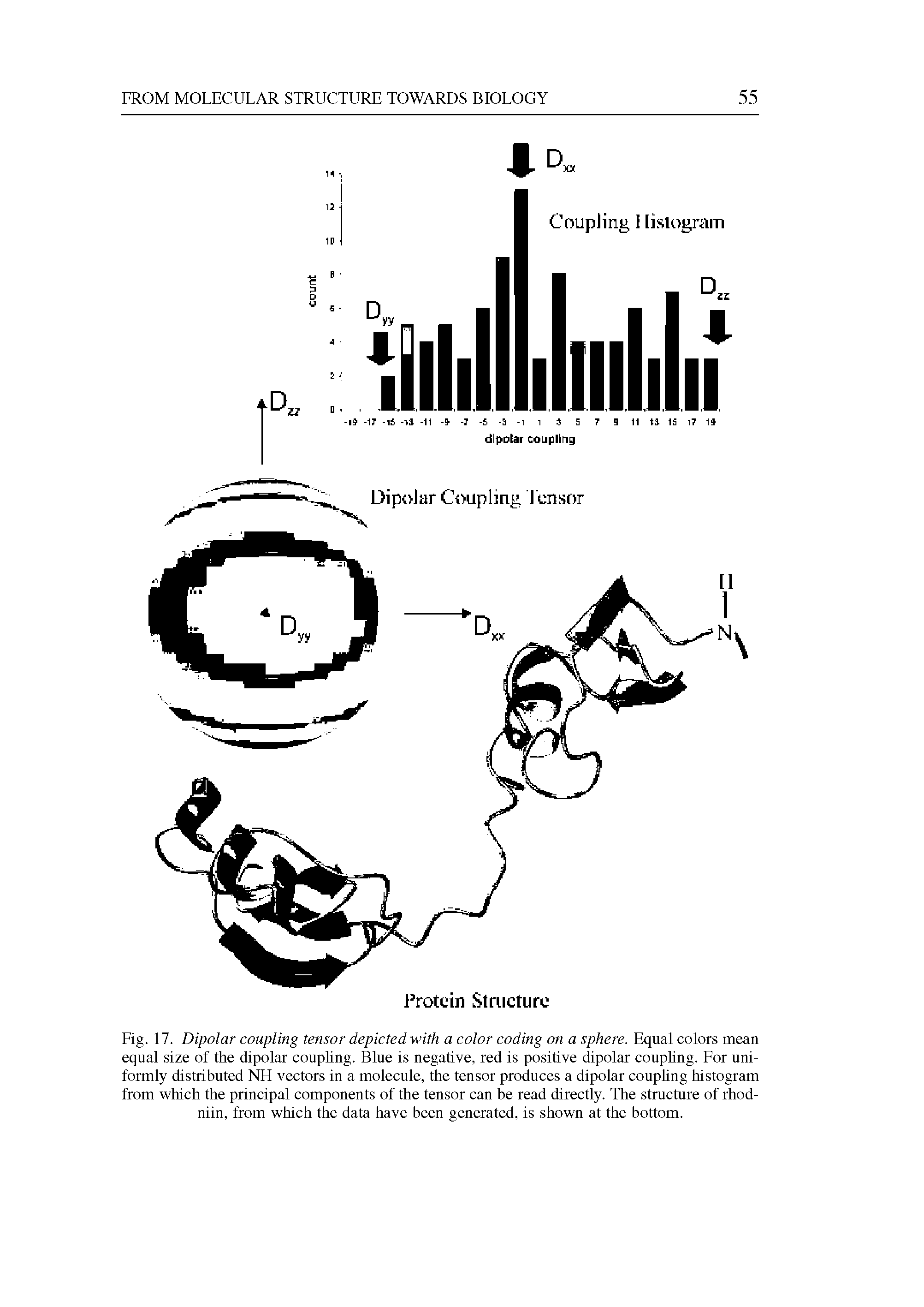 Fig. 17. Dipolar coupling tensor depicted with a color coding on a sphere. Equal colors mean equal size of the dipolar coupling. Blue is negative, red is positive dipolar coupling. For uniformly distributed NH vectors in a molecule, the tensor produces a dipolar couphng histogram from which the principal components of the tensor can be read directly. The structure of rhod-niin, from which the data have been generated, is shown at the bottom.