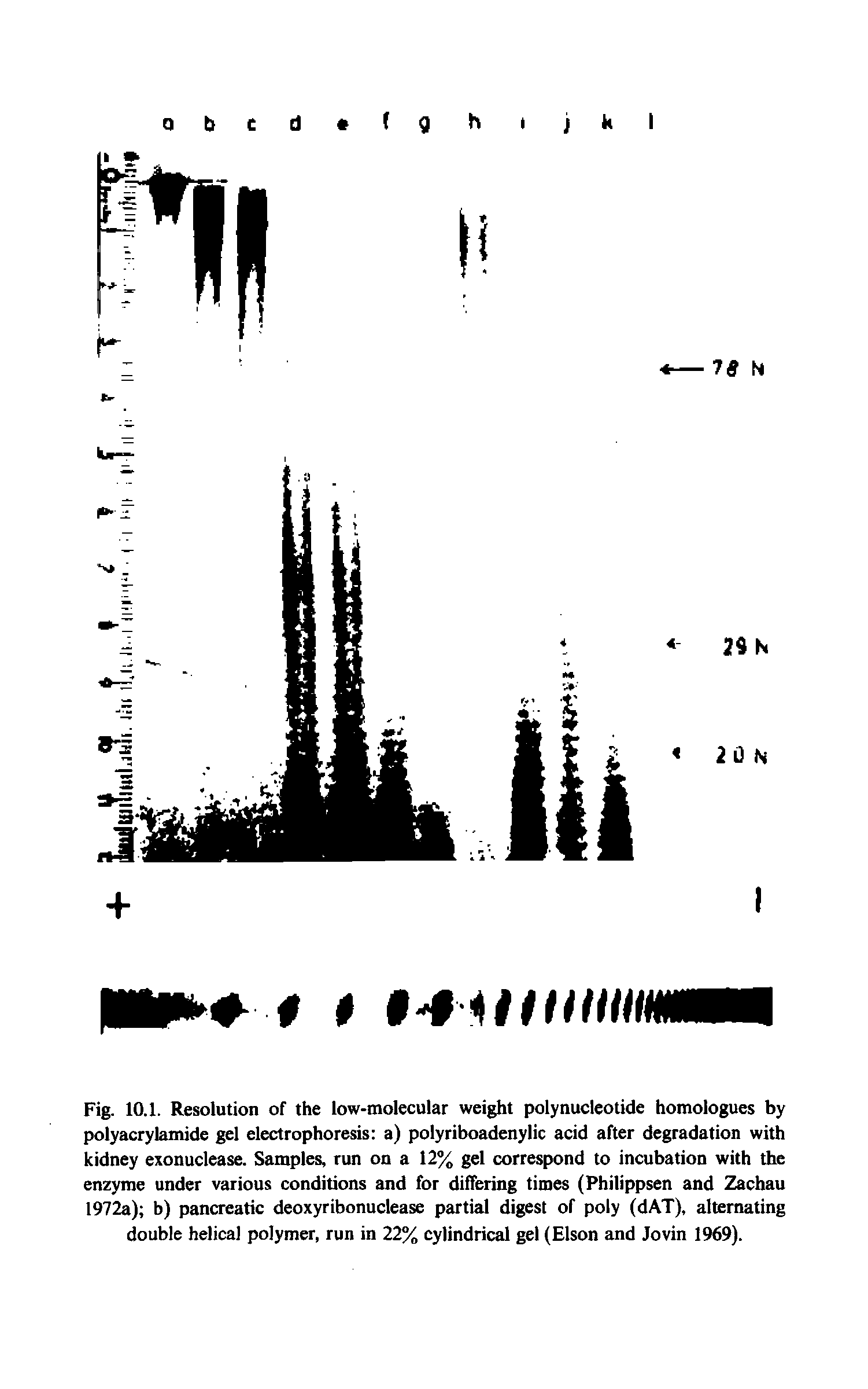 Fig. 10.1. Resolution of the low-molecular weight polynucleotide homologues by polyacrylamide gel electrophoresis a) polyriboadenylie acid after degradation with kidney exonuclease. Samples, run on a 12% gel correspond to incubation with the enzyme under various conditions and for dilTering times (Philippsen and Zachau 1972a) b) pancreatic deoxyribonuclease partial digest of poly (dAT), alternating double helical polymer, run in 22% cylindrical gel (Elson and Jovin 1969).