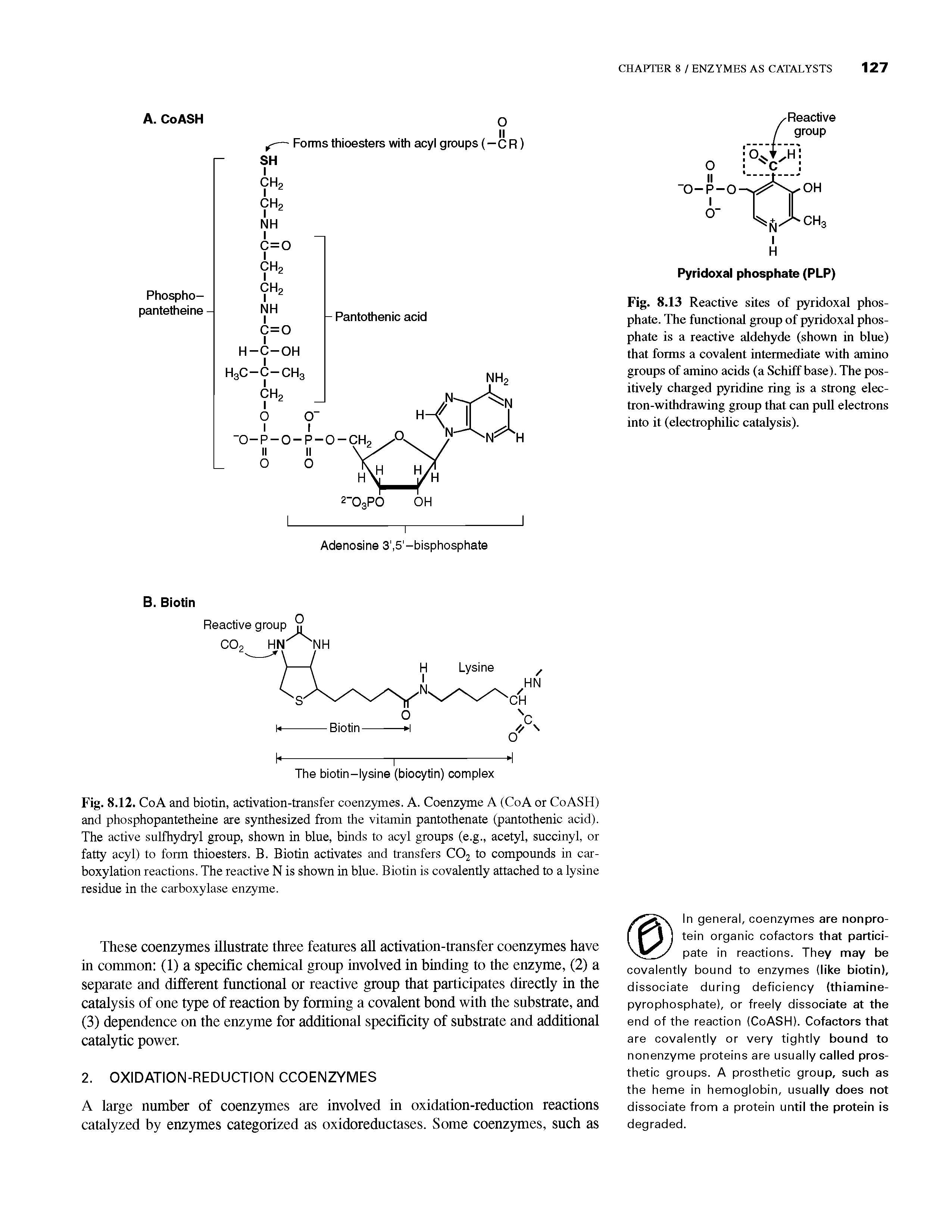 Fig. 8.12. CoA and biotin, activation-transfer coenzymes. A. Coenzyme A (CoA or CoASH) and phosphopantetheine are synthesized from the vitamin pantothenate (pantothenic acid). The active sulfhydryl group, shown in blue, binds to acyl groups (e.g., acetyl, succinyl, or fatty acyl) to form thioesters. B. Biotin activates and transfers CO2 to compounds in car-boxylation reactions. The reactive N is shown in blue. Biotin is covalently attached to a lysine residue in the carboxylase enzyme.