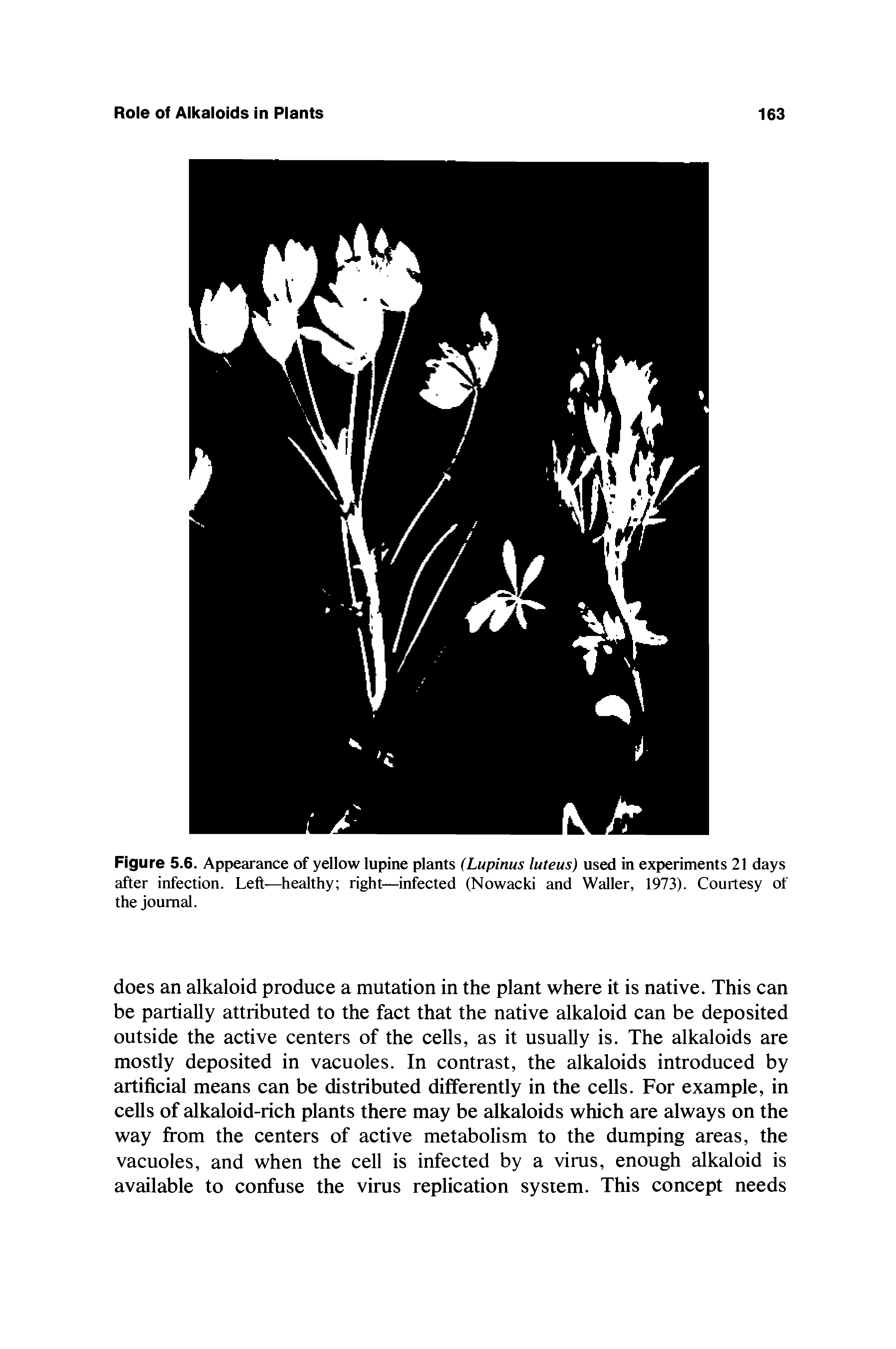 Figure 5.6. Appearance of yellow lupine plants (Lupinus luteus) used in experiments 21 days after infection. Left— healthy right—infected (Nowacki and Waller, 1973). Courtesy of the journal.