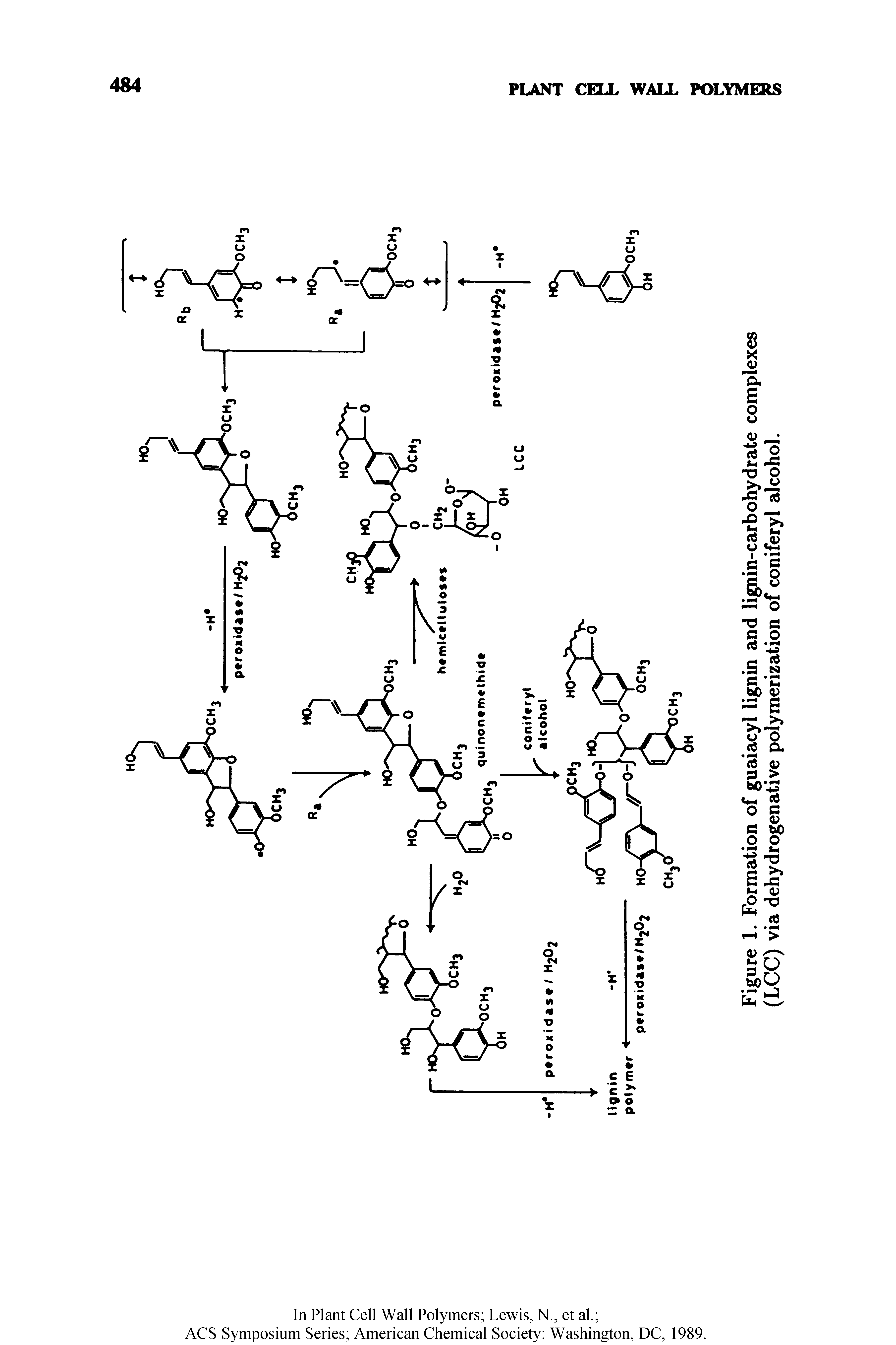 Figure 1. Formation of guaiacyl lignin and lignin-carbohydrate complexes (LCC) via dehydrogenative polymerization of coniferyl alcohol.