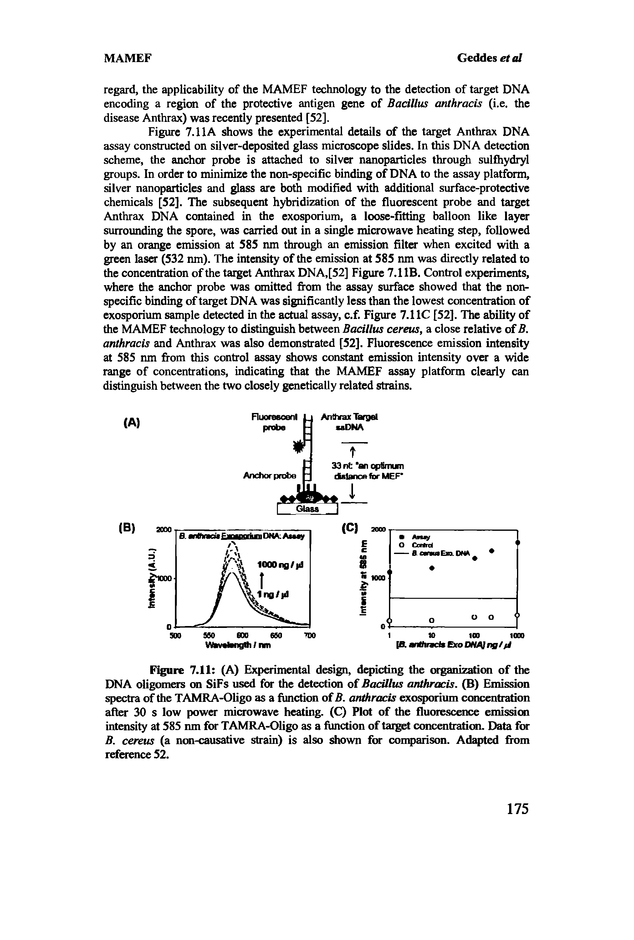 Figure 7.11 (A) Experimental design, depicting the organization of the DNA oligomers on SiFs used for the detection of Bacillus anthracis. (B) Emission spectra of the TAMRA-Oligo as a function of B. anthracis exosporium concentration after 30 s low power microwave heating. (C) Plot of the fluorescence emissicm intensity at 585 tun for TAMRA-Oligo as a function of target concentration. Data for B. cereus (a non-causative strain) is also shown for con arison. Ad ed fi-om reference 52.