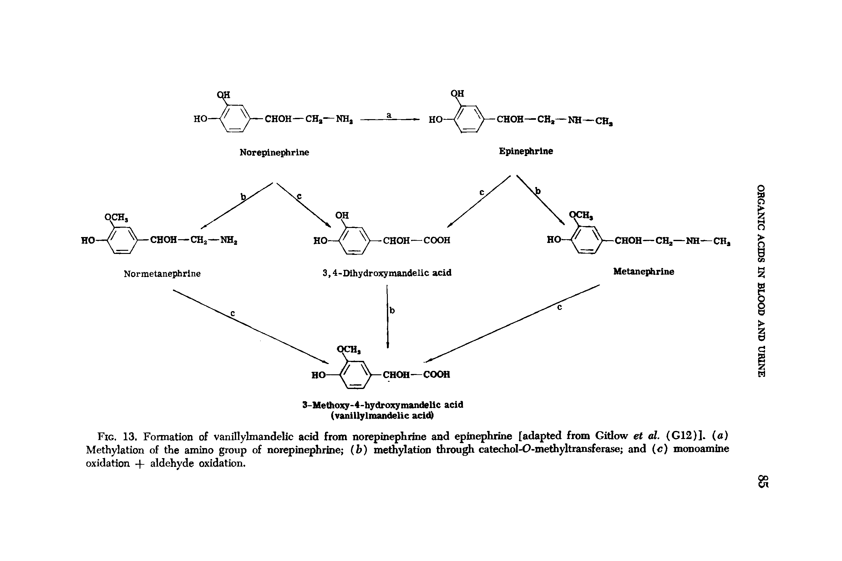 Fig. 13. Formation of vanillylmandelic acid from norepinephrine and epinephrine [adapted from Gidow et ti. (G12)]. (a) Methylation of the amino group of norepinephrine (h) methylation through catechol-O-methyltransferase and (c) monoamine oxidation + aldehyde oxidation.