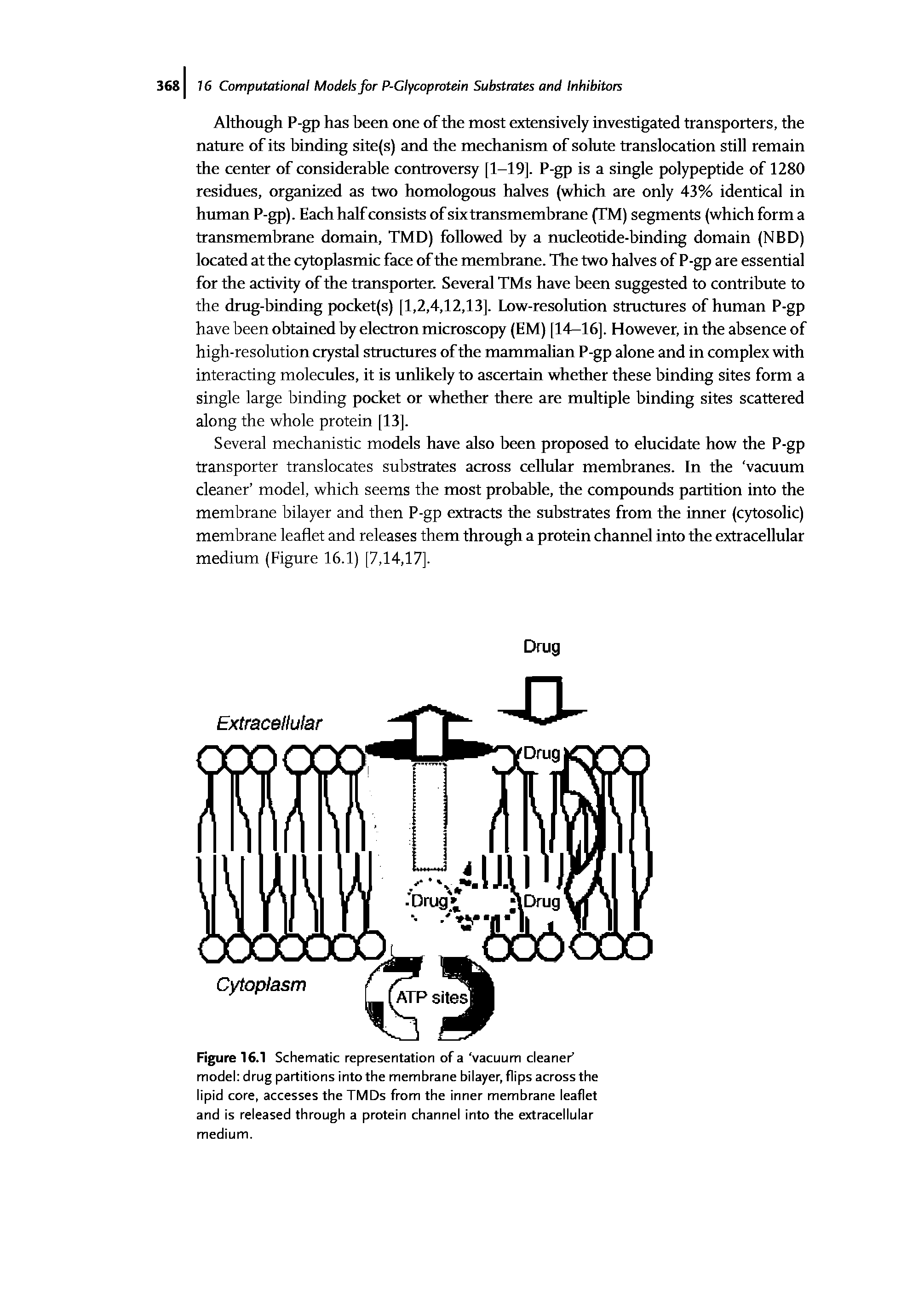 Figure 16.1 Schematic representation of a vacuum cleaner model drug partitions into the membrane bilayer, flips across the lipid core, accesses the TMDs from the inner membrane leaflet and is released through a protein channel into the extracellular medium.