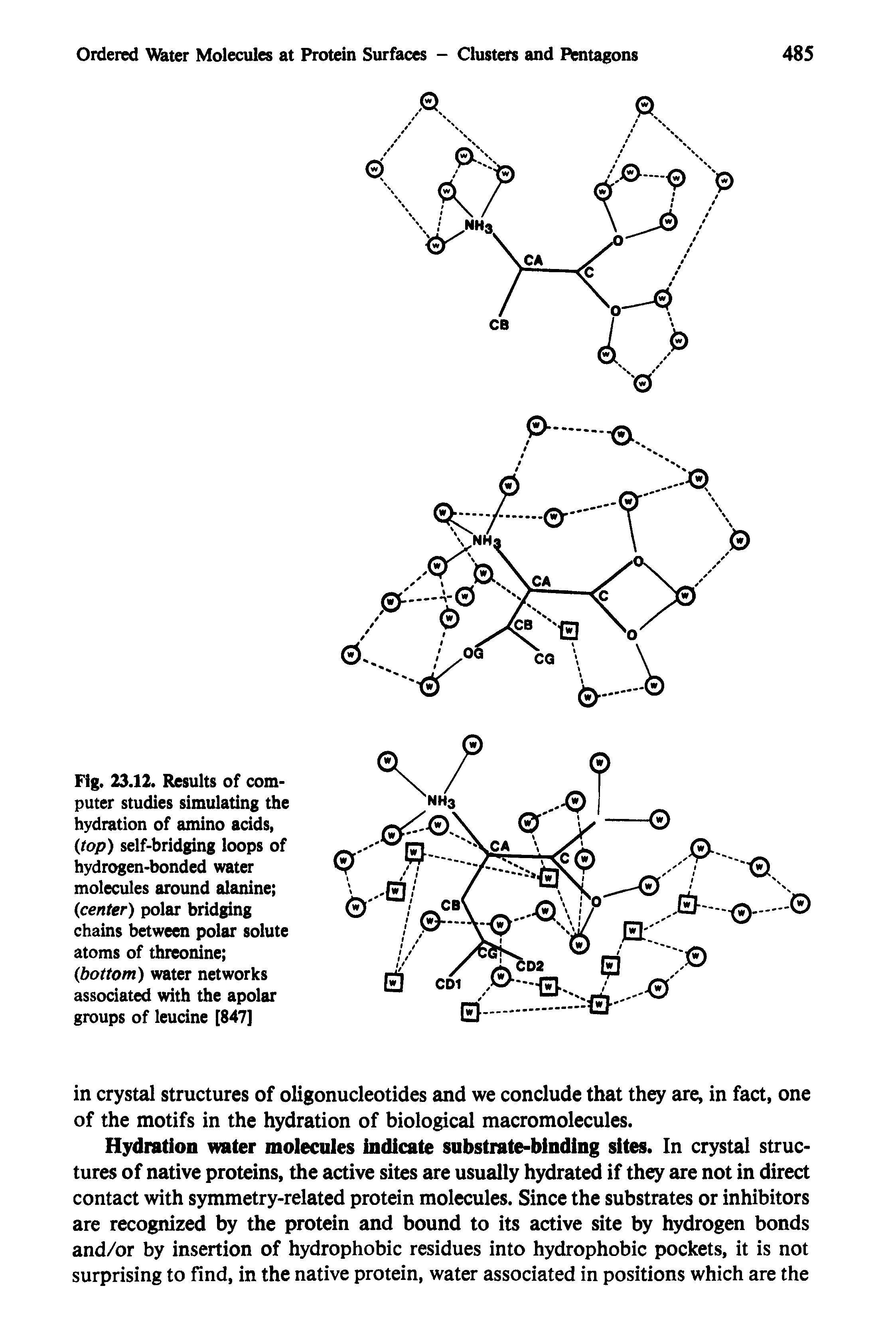 Fig. 23.12. Results of computer studies simulating the hydration of amino acids, (top) self-bridging loops of hydrogen-bonded water molecules around alanine (center) polar bridging chains between polar solute atoms of threonine (bottom) water networks associated with the apolar groups of leucine [847]...