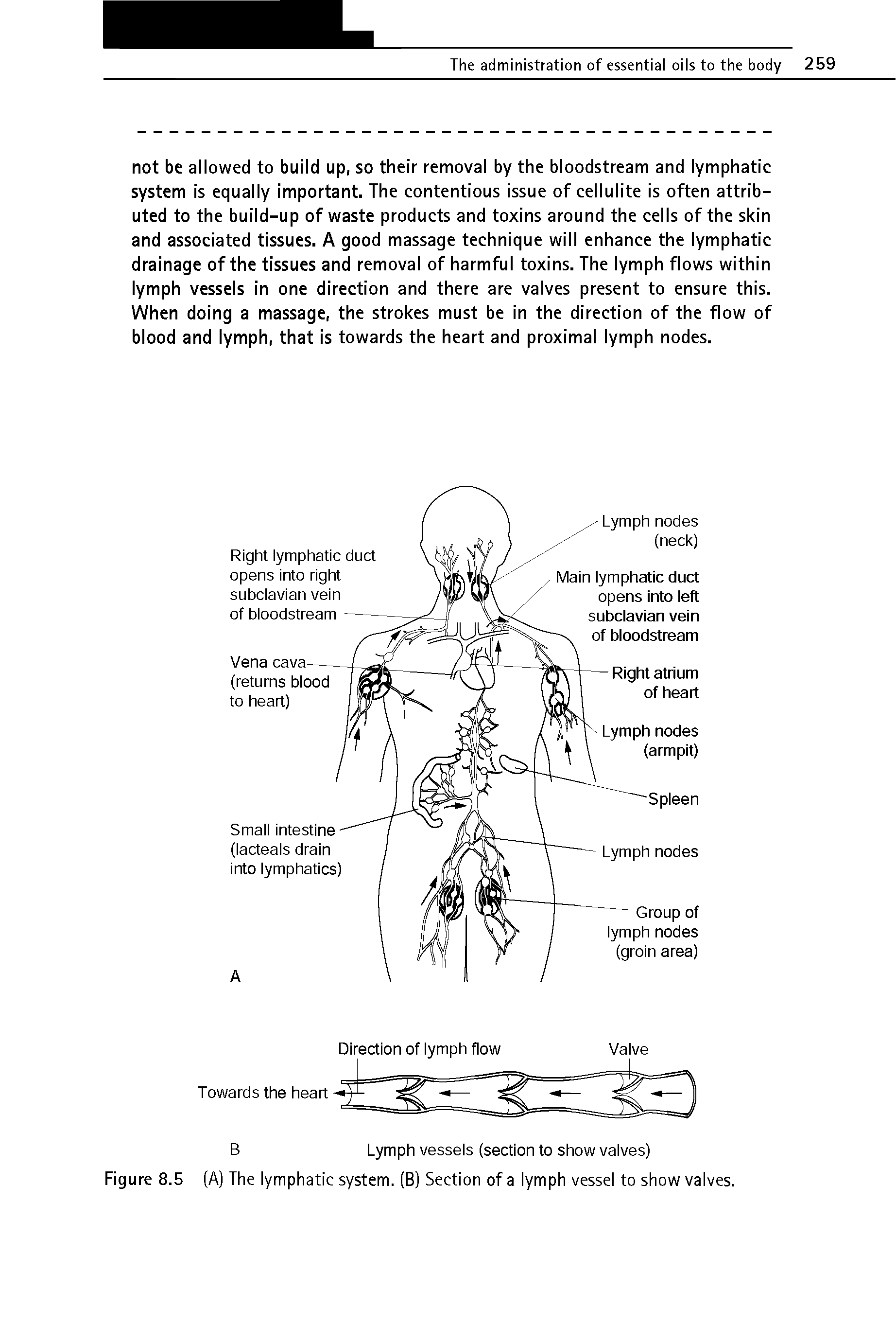 Figure 8.5 (A) The lymphatic system. (B) Section of a lymph vessel to show valves.