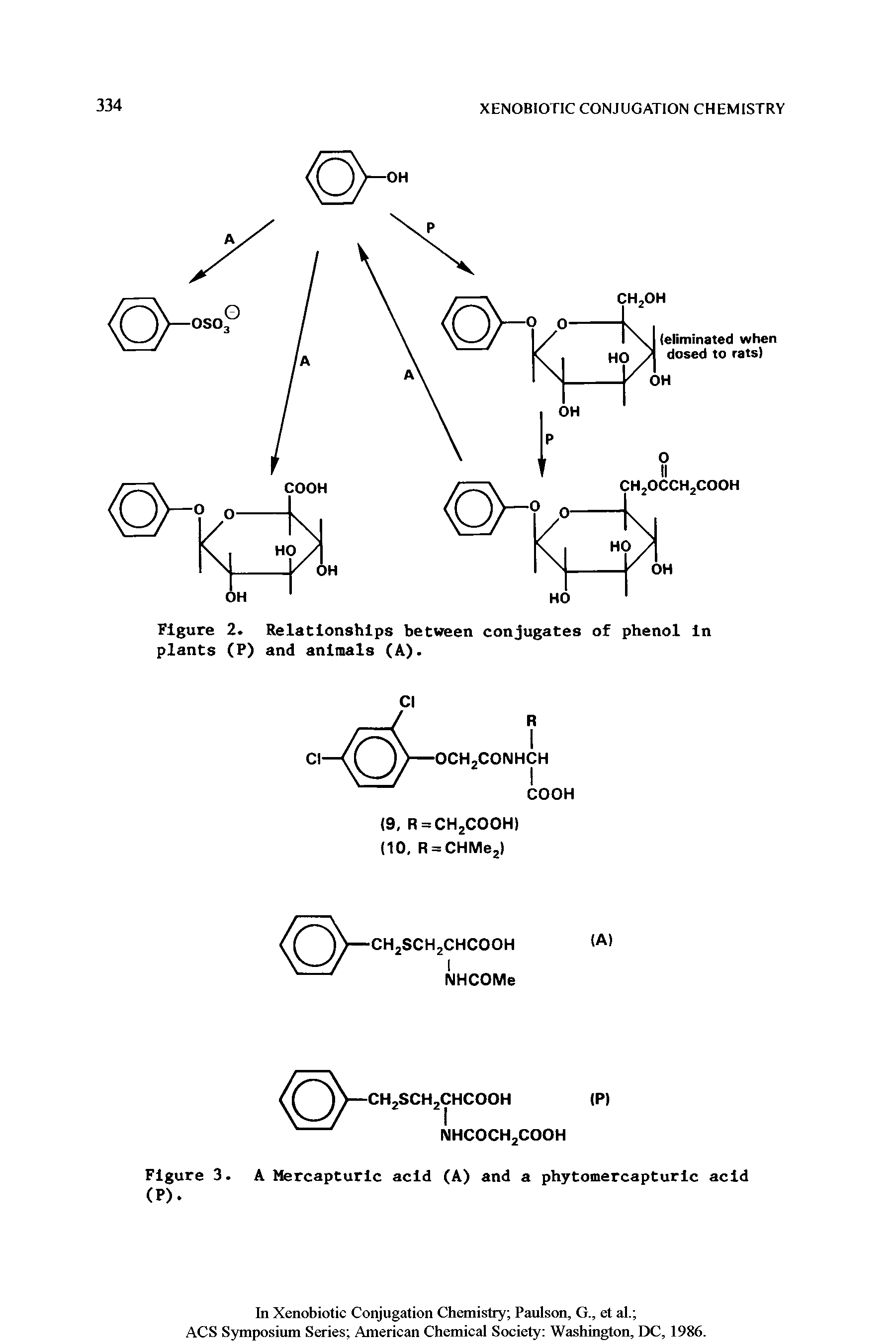 Figure 2. Relationships between conjugates of phenol in plants (P) and animals (A).