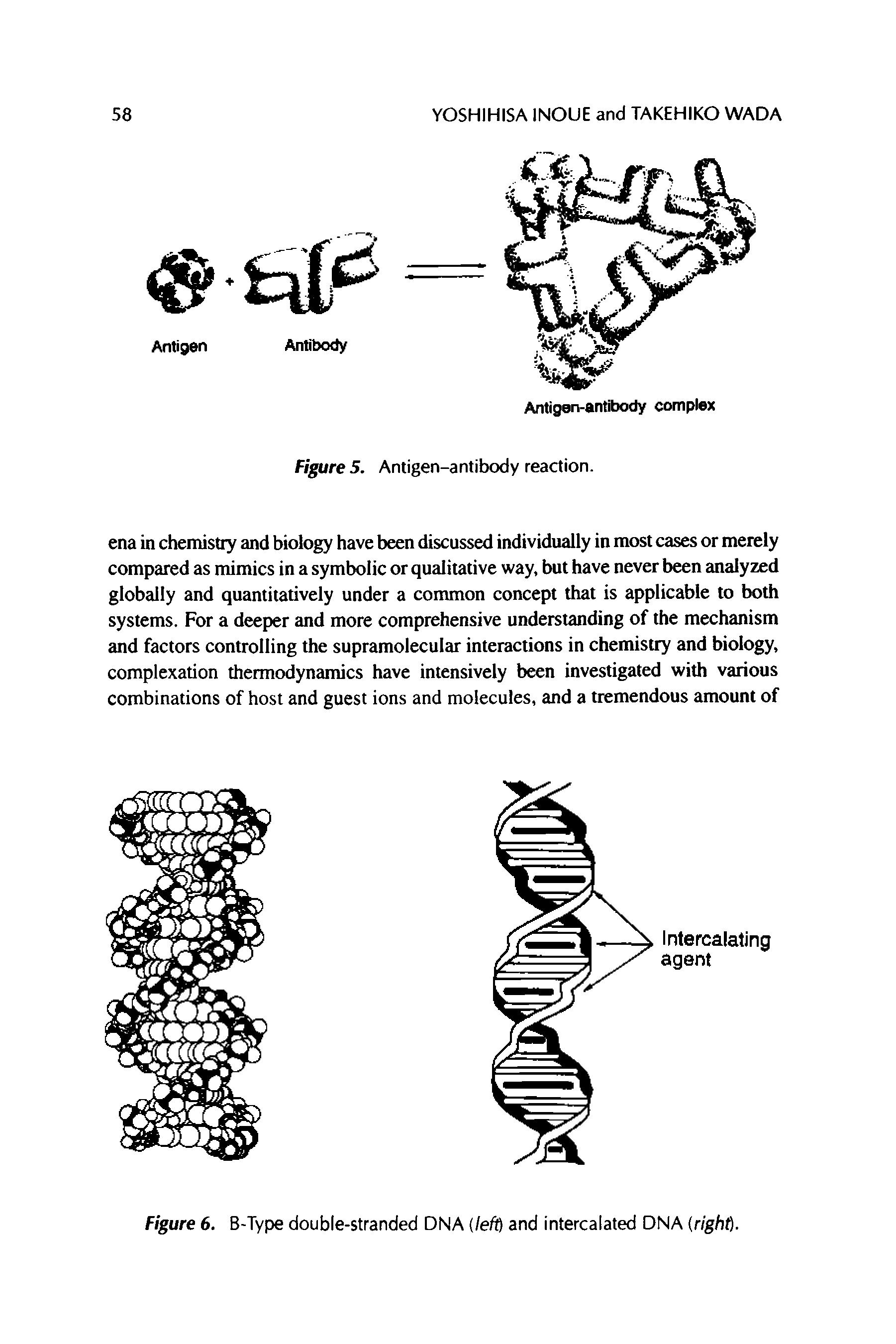 Figure 6. B-Type double-stranded DNA left) and intercalated DNA (right).