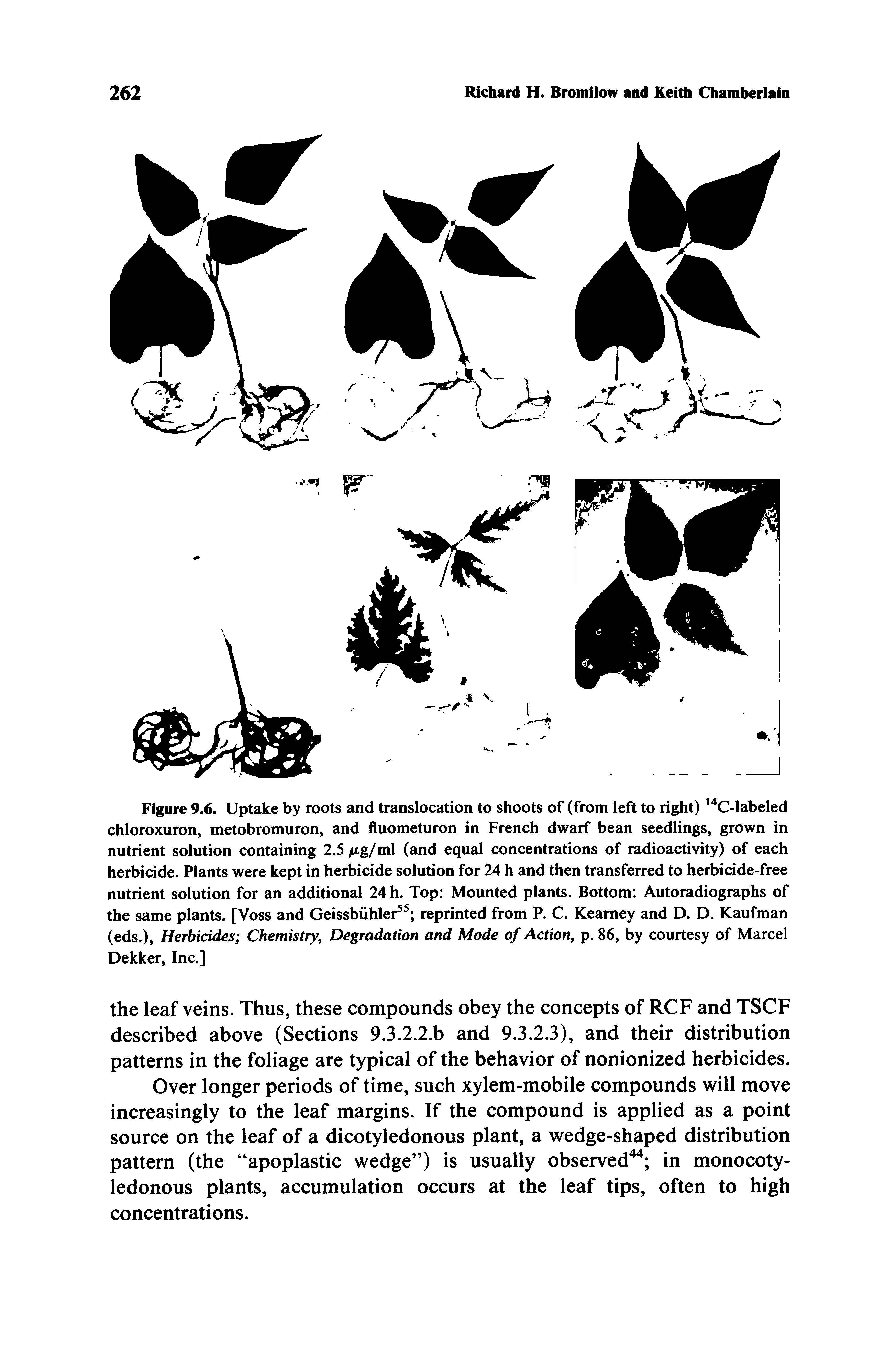Figure 9.6. Uptake by roots and translocation to shoots of (from left to right) " C-labeled chloroxuron, metobromuron, and iluometuron in French dwarf bean seedlings, grown in nutrient solution containing 2.5 Mg/ml (and equal concentrations of radioactivity) of each herbicide. Plants were kept in herbicide solution for 24 h and then transferred to herbicide-free nutrient solution for an additional 24 h. Top Mounted plants. Bottom Autoradiographs of the same plants. [Voss and Geissbiihler reprinted from P. C. Kearney and D. D. Kaufman (eds.), Herbicides Chemistry, Degradation and Mode of Action, p. 86, by courtesy of Marcel Dekker, Inc.]...