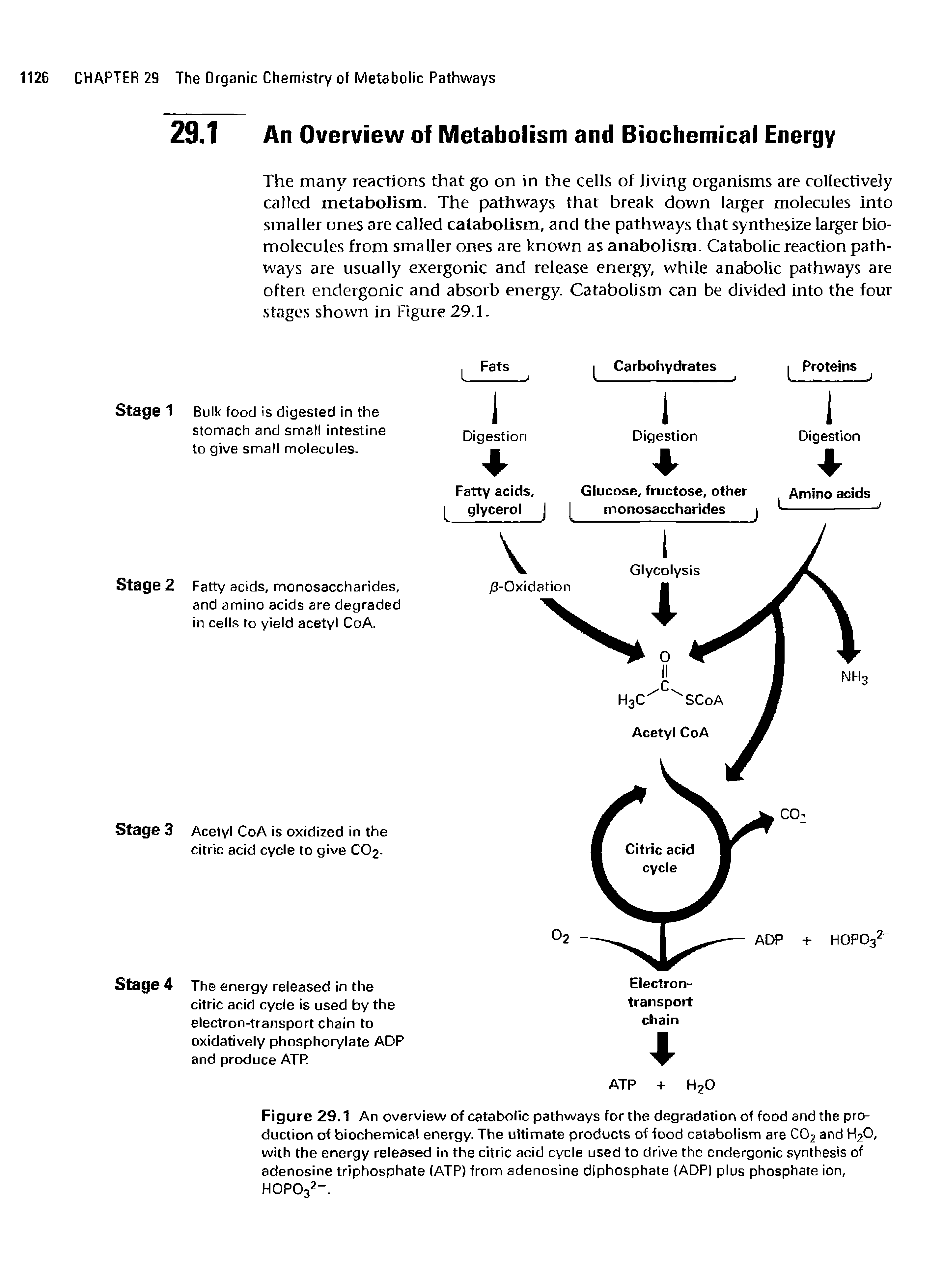 Figure 29.1 An overview of catabolic pathways for the degradation of food and the production of biochemical energy. The ultimate products of food catabolism are C02 and H2O, with the energy released in the citric acid cycle used to drive the endergonic synthesis of adenosine triphosphate (ATP) from adenosine diphosphate (ADP) plus phosphate ion, HOPO32-.