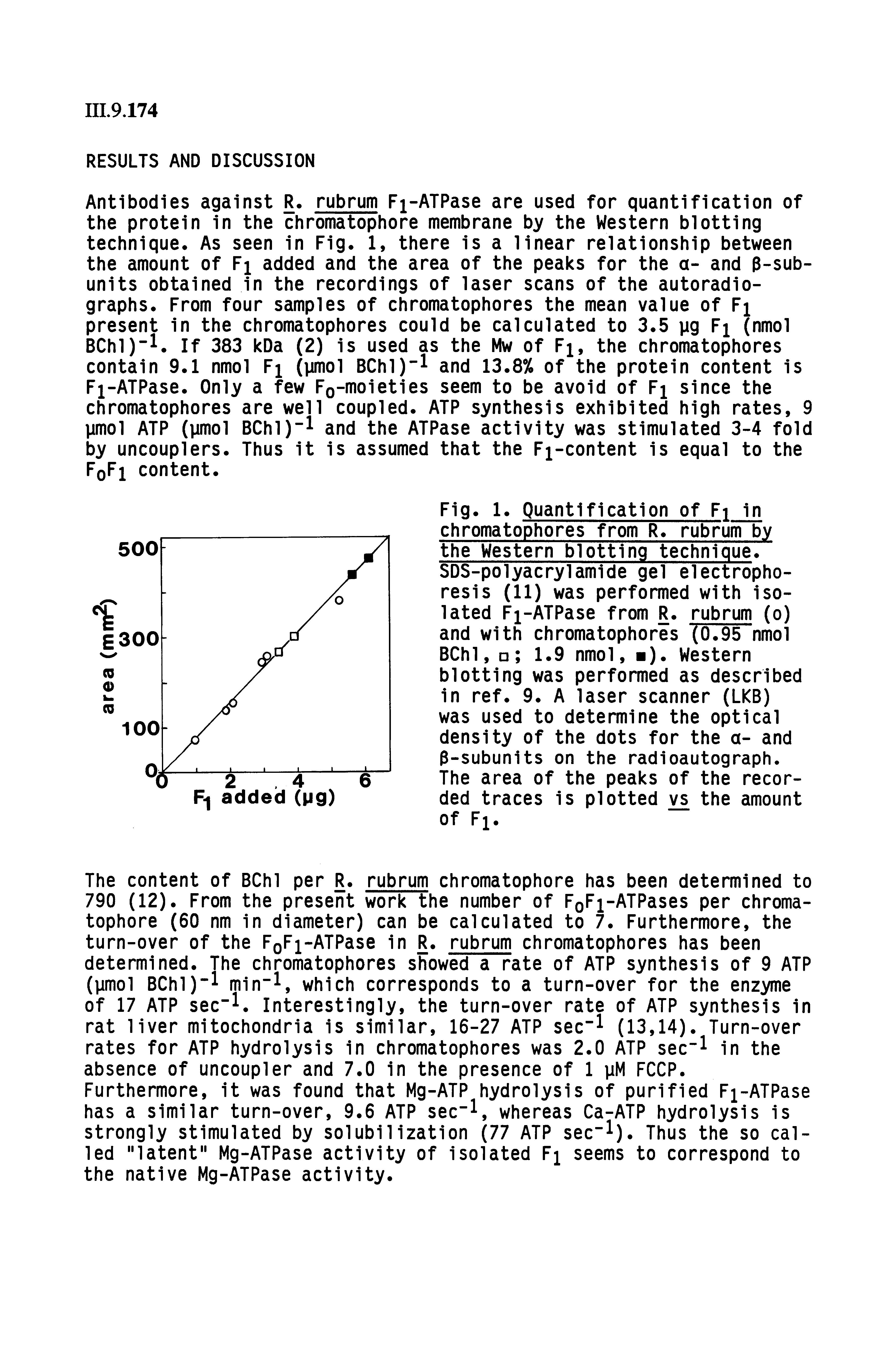 Fig. 1. Quantification of Fi in chromatophores from R. rubrum by the Western blotting technique. SDS-polyacrylamide gel electrophoresis (11) was performed with isolated Fj-ATPase from R. rubrum (o) and with chromatophores (0.95 nmol BChl, 1.9 nmol, ). Western blotting was performed as described in ref. 9. A laser scanner (LkB) was used to determine the optical density of the dots for the a- and 3-subunits on the radioautograph.