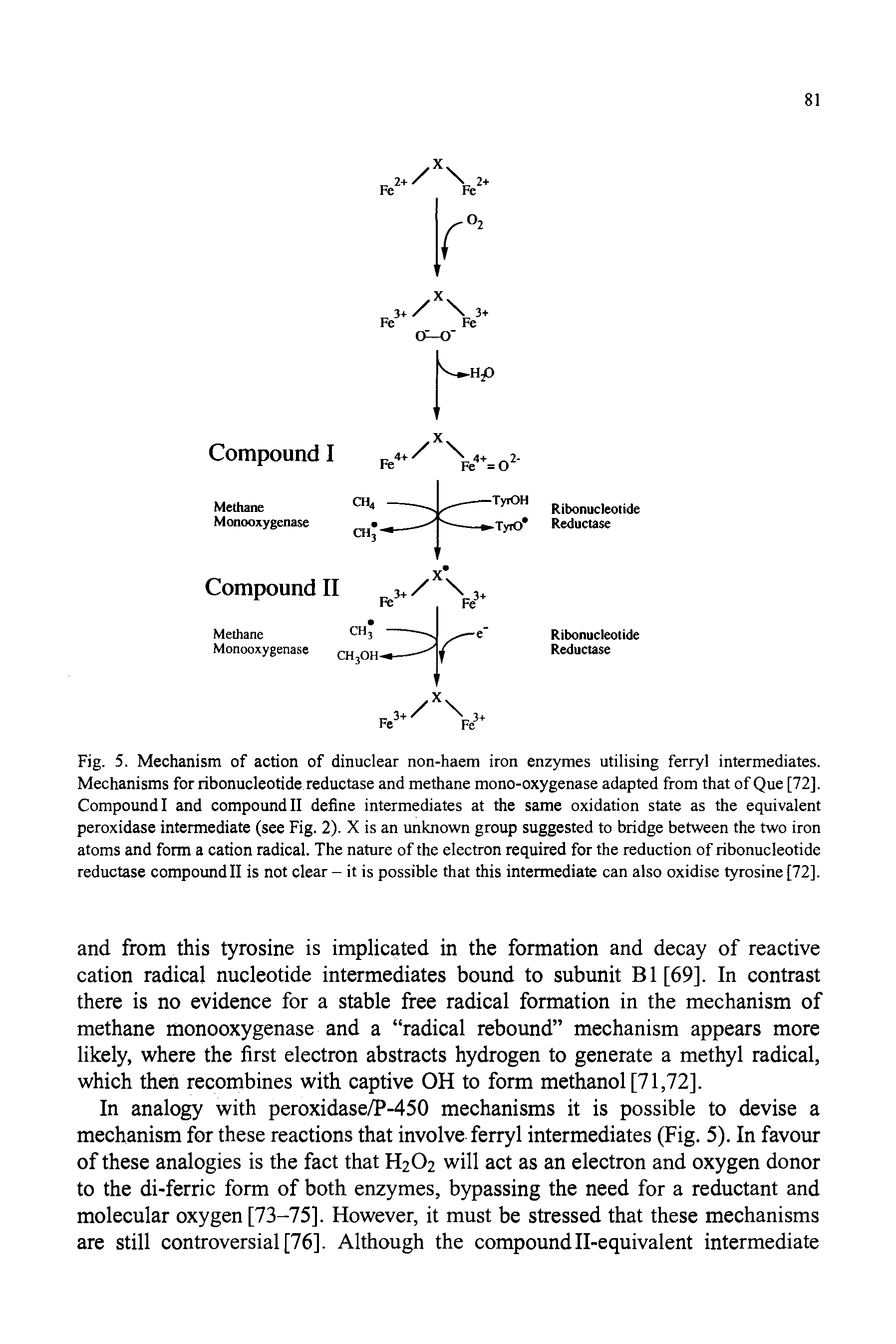 Fig. 5. Mechanism of action of dinuclear non-haem iron enzymes utilising ferryl intermediates. Mechanisms for ribonucleotide reductase and methane mono-oxygenase adapted from that of Que [72]. Compound I and compound II define intermediates at the same oxidation state as the equivalent peroxidase intermediate (see Fig. 2). X is an unknown group suggested to bridge between the two iron atoms and form a cation radical. The nature of the electron required for the reduction of ribonucleotide reductase compound II is not clear - it is possible that this intermediate can also oxidise tyrosine [72].