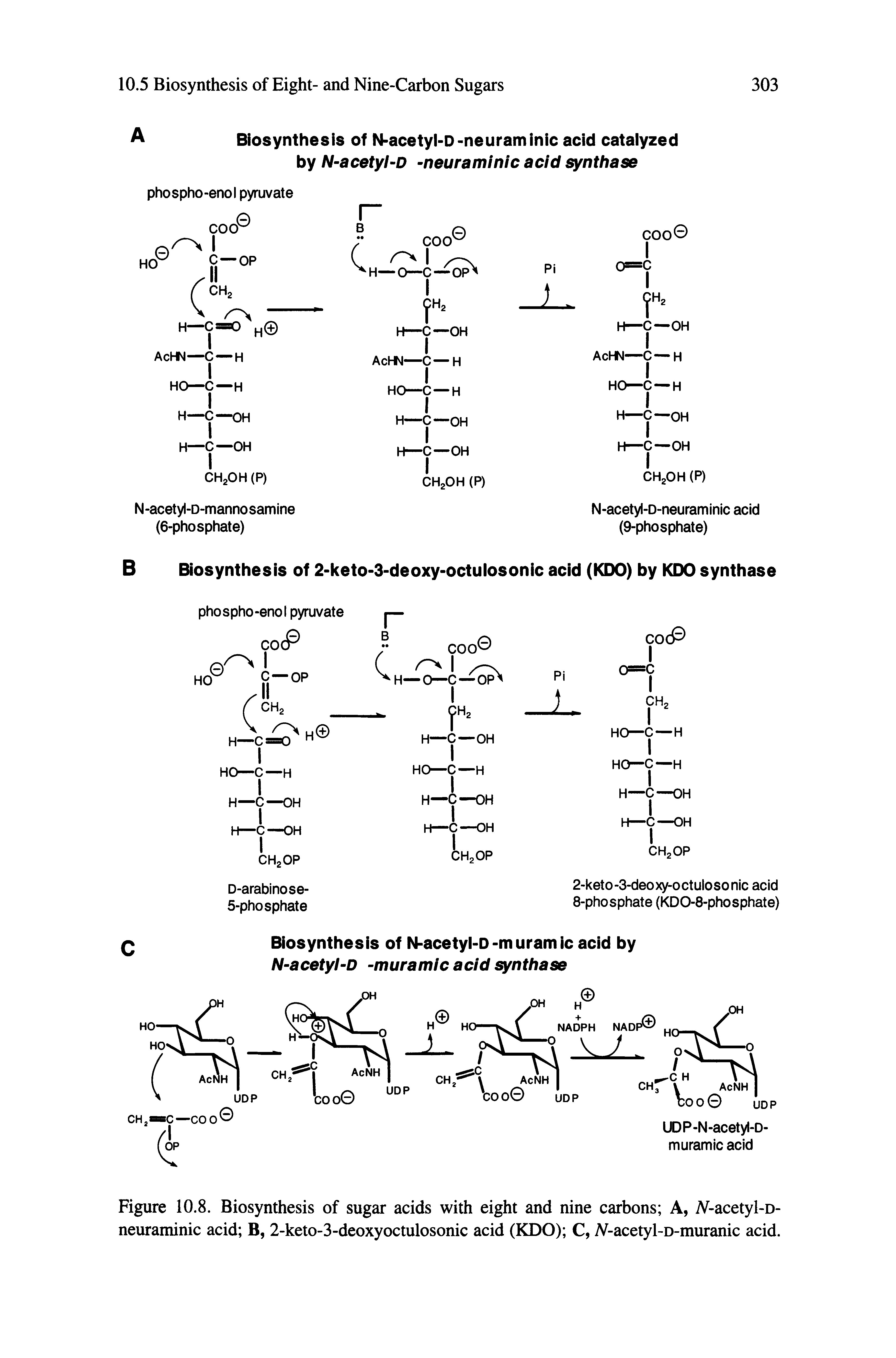 Figure 10.8. Biosynthesis of sugar acids with eight and nine carbons A, iV-acetyl-D-neuraminic acid B, 2-keto-3-deoxyoctulosonic acid (KDO) C, A acetyl-D-muranic acid.