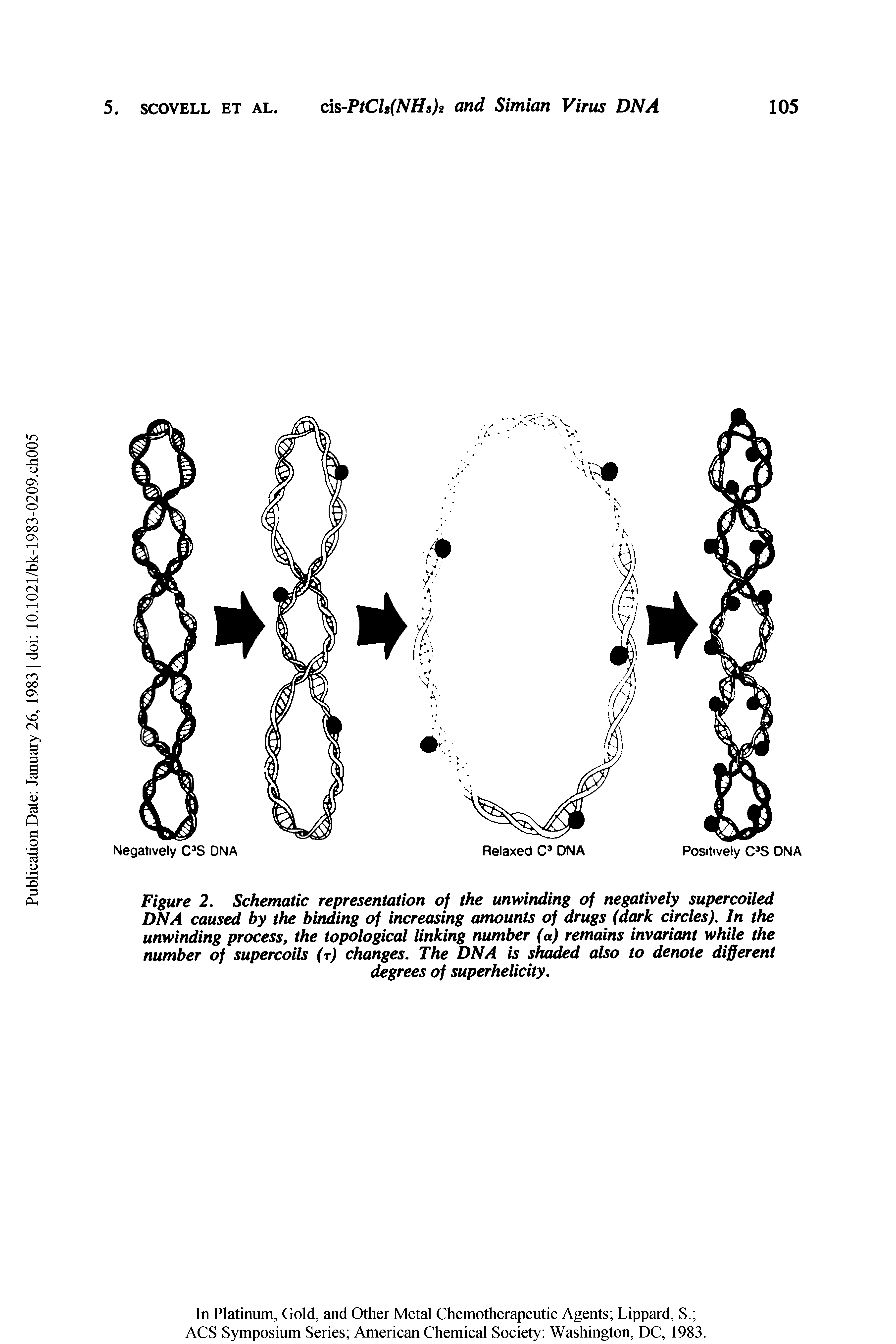 Figure 2. Schematic representation of the unwinding of negatively supercoiled DNA caused by the binding of increasing amounts of drugs (dark circles). In the unwinding process, the topological linking number (a) remains invariant while the number of supercoils (t) changes. The DNA is shaded also to denote different...