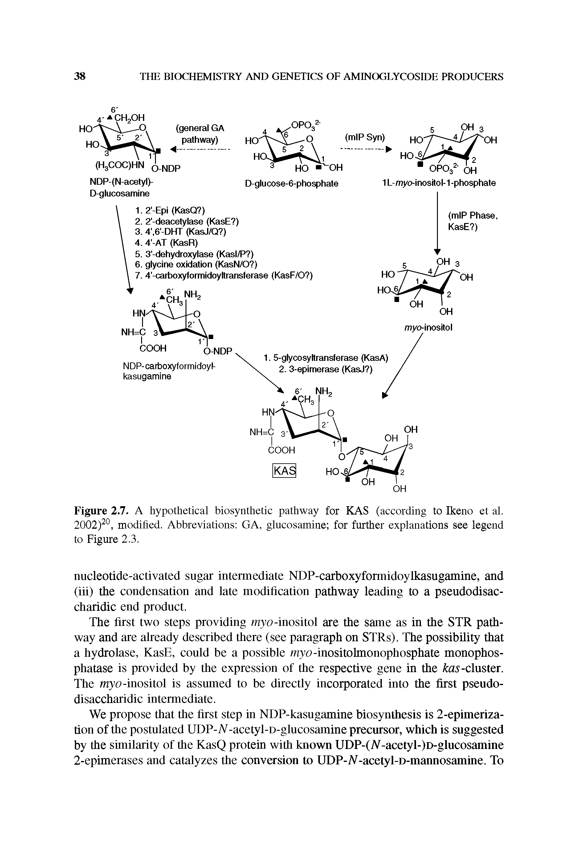Figure 2.7. A hypothetical biosynthetic pathway for KAS (according to Ikeno et al. 2002) °, modified. Abbreviations GA, glucosamine for further explanations see legend to Figure 2.3.