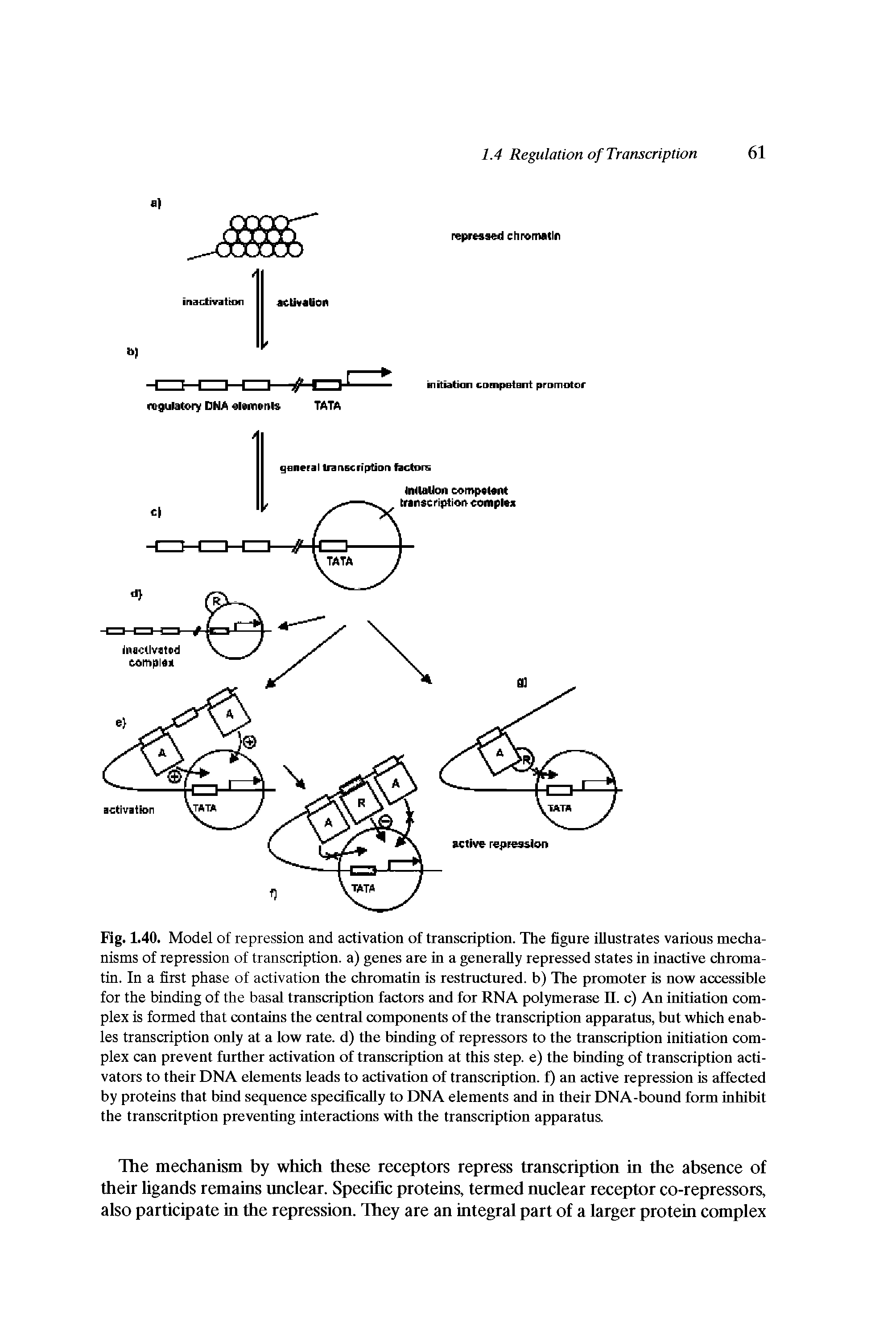 Fig. 1.40. Model of repression and activation of transcription. The figure illustrates various mechanisms of repression of transcription, a) genes are in a generally repressed states in inactive chromatin. In a first phase of activation the chromatin is restrnctured. b) The promoter is now accessible for the binding of the basal transcription factors and for RNA polymerase II. c) An initiation complex is formed that contains the central components of the transcription apparatns, bnt which enables transcription only at a low rate, d) the binding of repressors to the transcription initiation complex can prevent fnrther activation of transcription at this step, e) the binding of transcription activators to their DNA elements leads to activation of transcription, f) an active repression is affected by proteins that bind seqnence specifically to DNA elements and in their DNA-bound form inhibit the transcritption preventing interactions with the transcription apparatus.