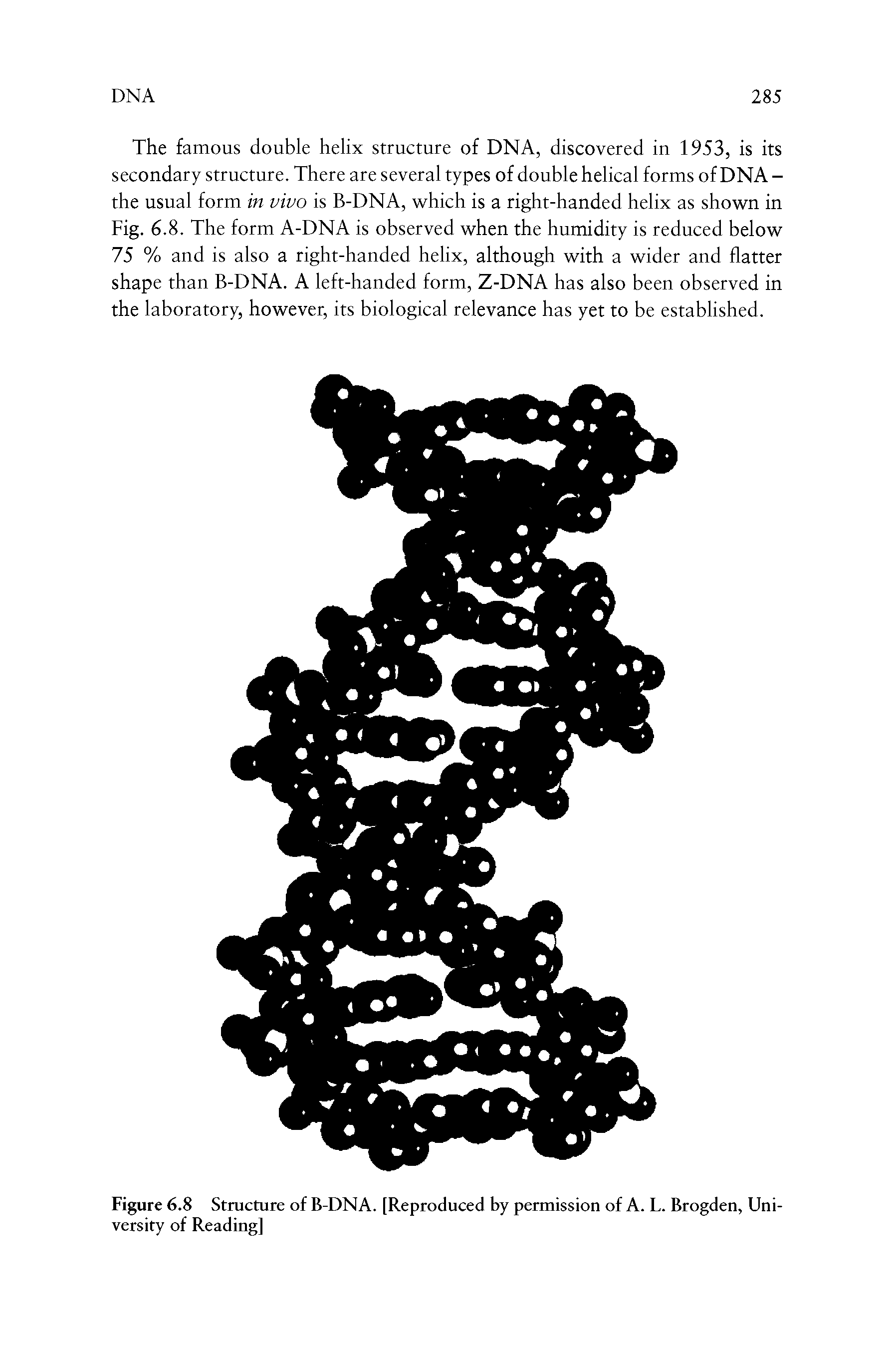 Figure 6.8 Structure of B-DNA. [Reproduced by permission of A. L. Brogden, University of Reading]...