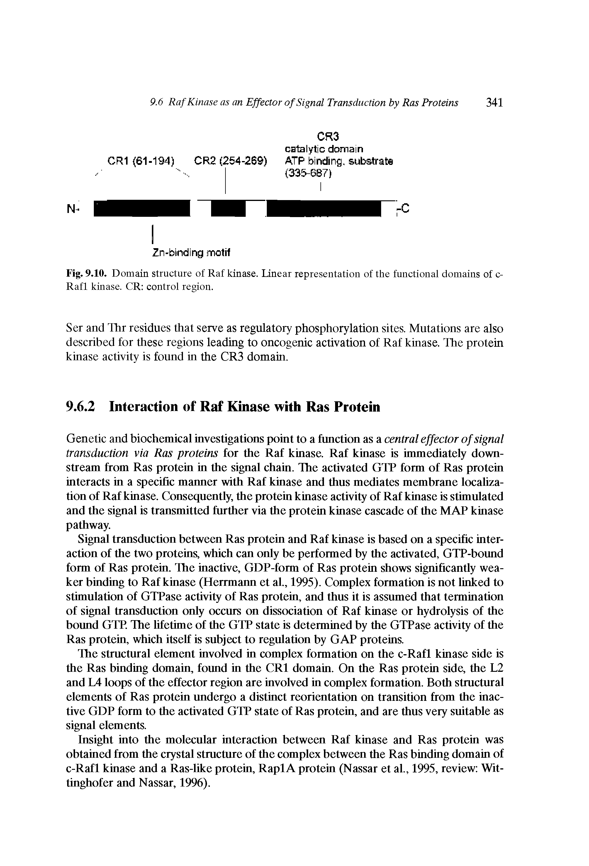 Fig. 9.10. Domain structure of Raf kinase. Linear representation of the functional domains of c-Rafl kinase. CR control region.