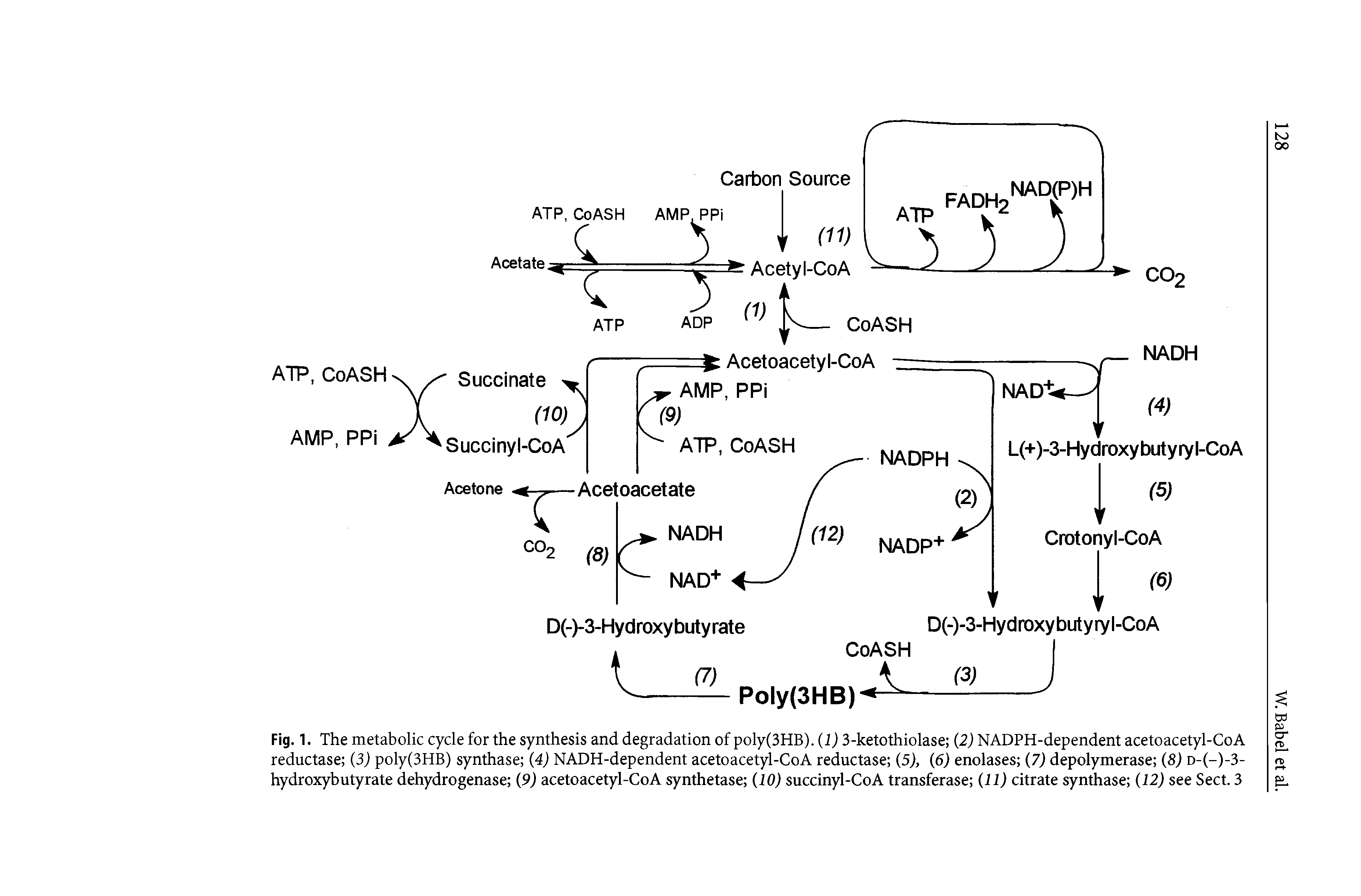 Fig. 1. The metabolic cycle for the synthesis and degradation of poly(3HB). (1) 3-ketothiolase (2) NADPH-dependent acetoacetyl-CoA reductase (3) poly(3HB) synthase (4) NADH-dependent acetoacetyl-CoA reductase (5), (6) enolases (7) depolymerase (8) d-(-)-3-hydroxybutyrate dehydrogenase (9) acetoacetyl-CoA synthetase (10) succinyl-CoA transferase (11) citrate synthase (12) see Sect. 3...