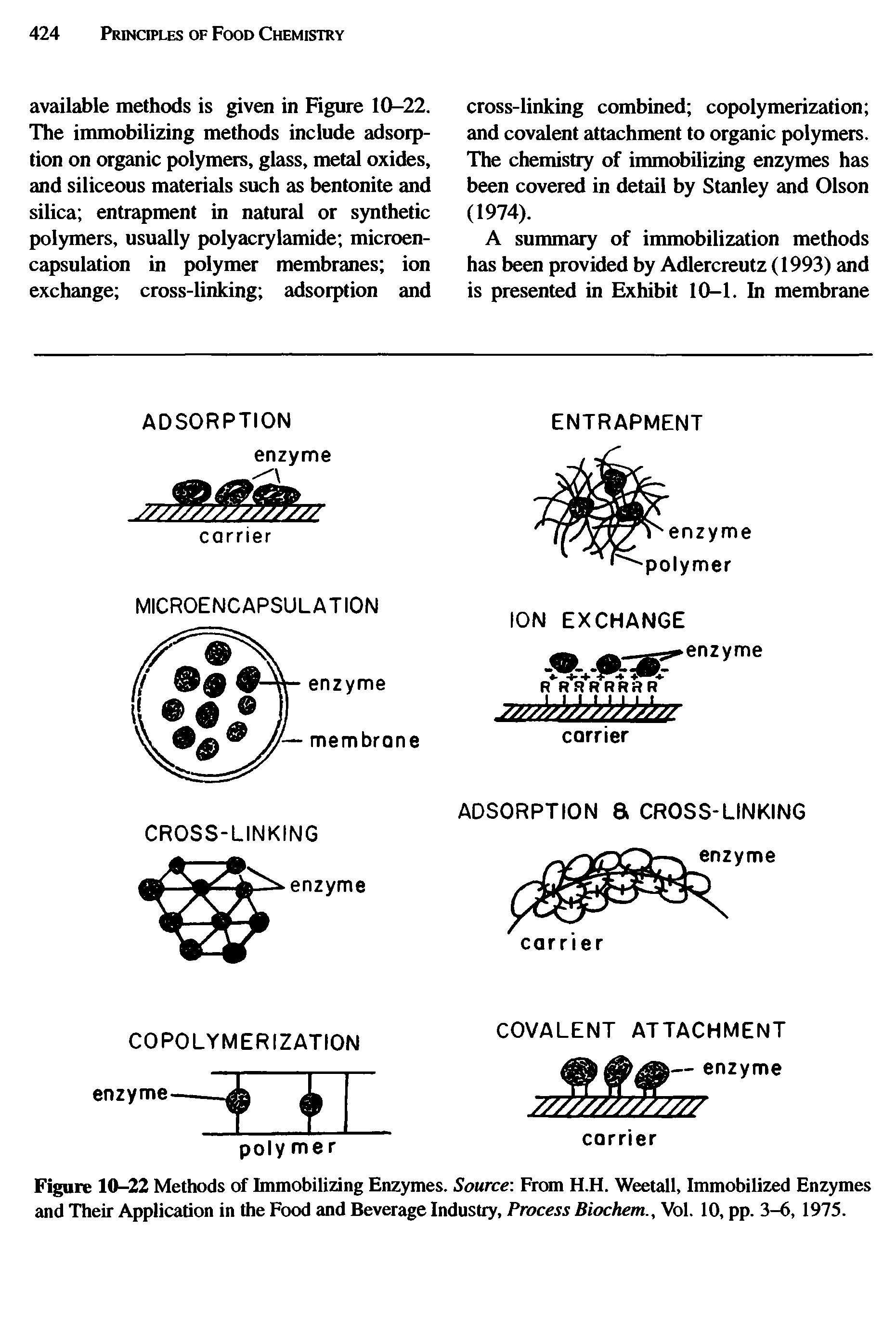 Figure 10-22 Methods of Immobilizing Enzymes. Source From H.H. Weetall, Immobilized Enzymes and Their Application in the Food and Beverage Industry, Process Biochem., Vol. 10, pp. 3-6, 1975.