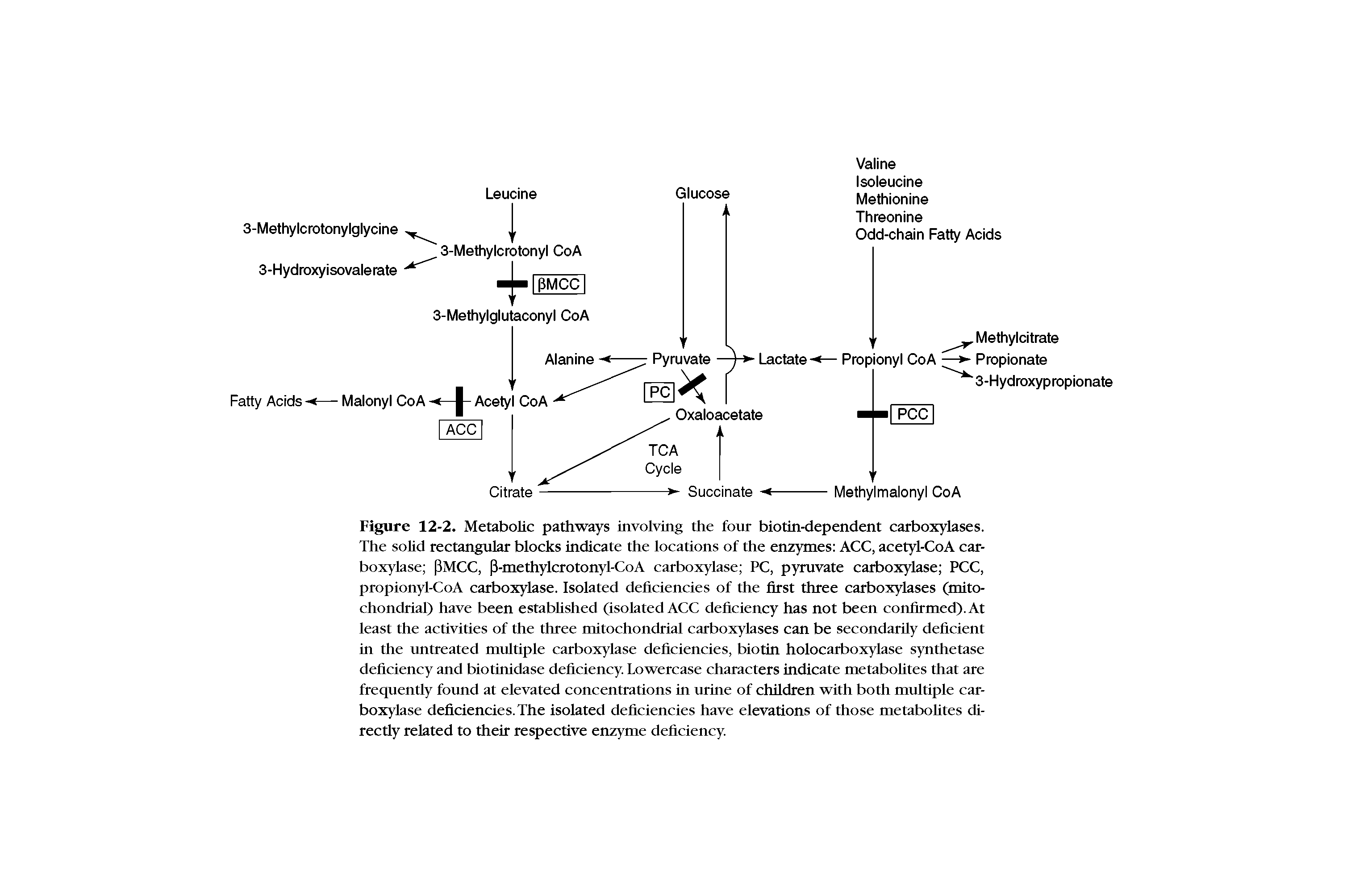 Figure 12-2. Metabolic pathways involving the four biotin-dependent carboxylases. The solid rectangular blocks indicate the locations of the enzymes ACC, acetyl-CoA carboxylase PMCC, P-methylcrotonyl-CoA carboxylase PC, pyruvate carboxylase PCC, propionyl-CoA carboxylase. Isolated deficiencies of the first three carboxylases (mitochondrial) have been established (isolated ACC deficiency has not been confirmed). At least the activities of the three mitochondrial carboxylases can be secondarily deficient in the untreated multiple carboxylase deficiencies, biotin holocarboxylase synthetase deficiency and biotinidase deficiency. Lowercase characters indicate metabolites that are frequently found at elevated concentrations in urine of children with both multiple carboxylase deficiencies. The isolated deficiencies have elevations of those metabolites directly related to their respective enzyme deficiency.
