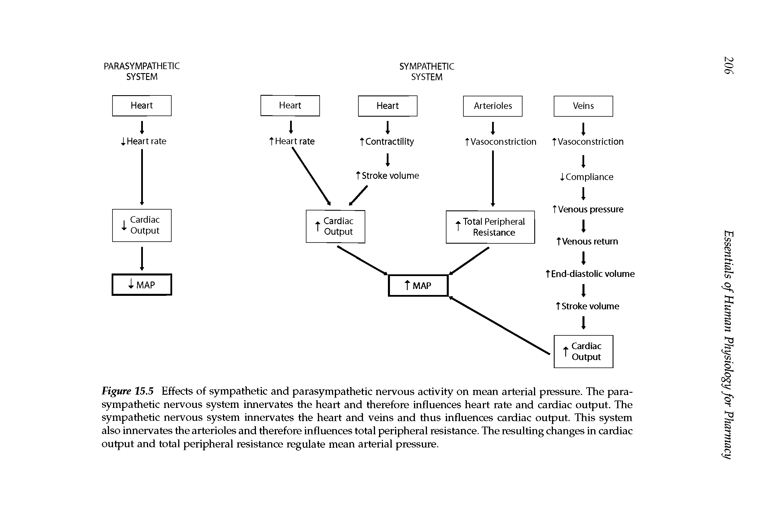 Figure 15.5 Effects of sympathetic and parasympathetic nervous activity on mean arterial pressure. The parasympathetic nervous system innervates the heart and therefore influences heart rate and cardiac output. The sympathetic nervous system innervates the heart and veins and thus influences cardiac output. This system also innervates the arterioles and therefore influences total peripheral resistance. The resulting changes in cardiac output and total peripheral resistance regulate mean arterial pressure.