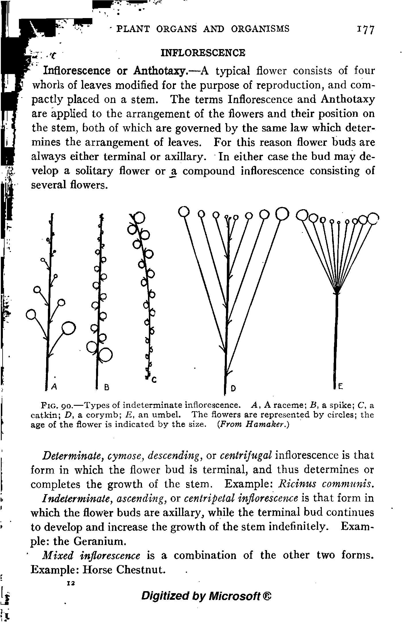 Fig. 90.—Types of indeterminate inflorescence. A, A raceme B, a spike C, a catkin D, a corymb E, an umbel. The flowers are represented by circles the age of the flower is indicated by the size. From Hamaker.)...