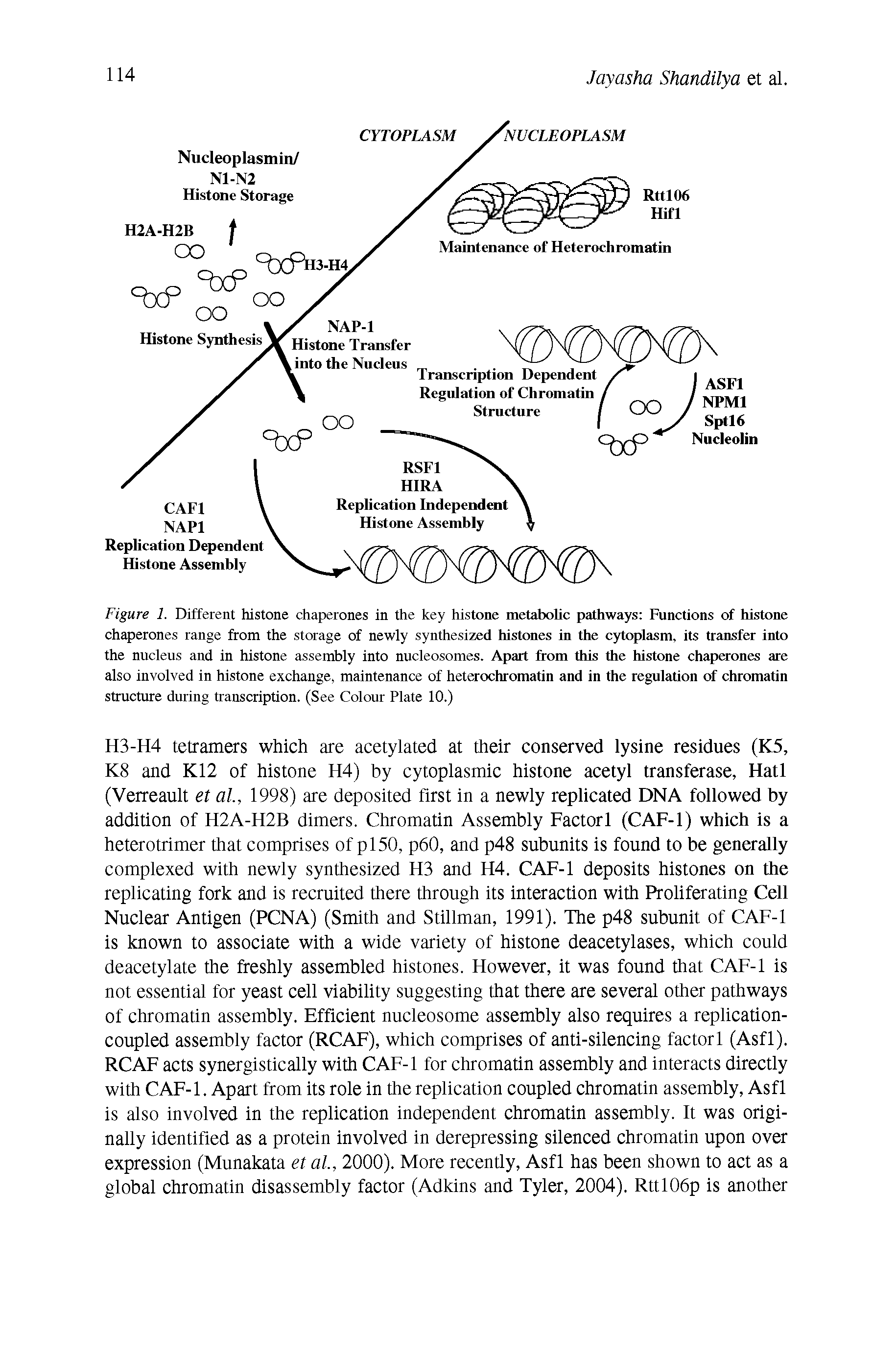 Figure 1. Different histone chaperones in the key histone metabolic pathways Functions of histone chaperones range from the storage of newly synthesized histones in the cytoplasm, its transfer into the nucleus and in histone assembly into nucleosomes. Apart from diis die histone chaperones are also involved in histone exchange, maintenance of heterochromatin and in the regulation of chromatin structure during transcription. (See Colour Plate 10.)...