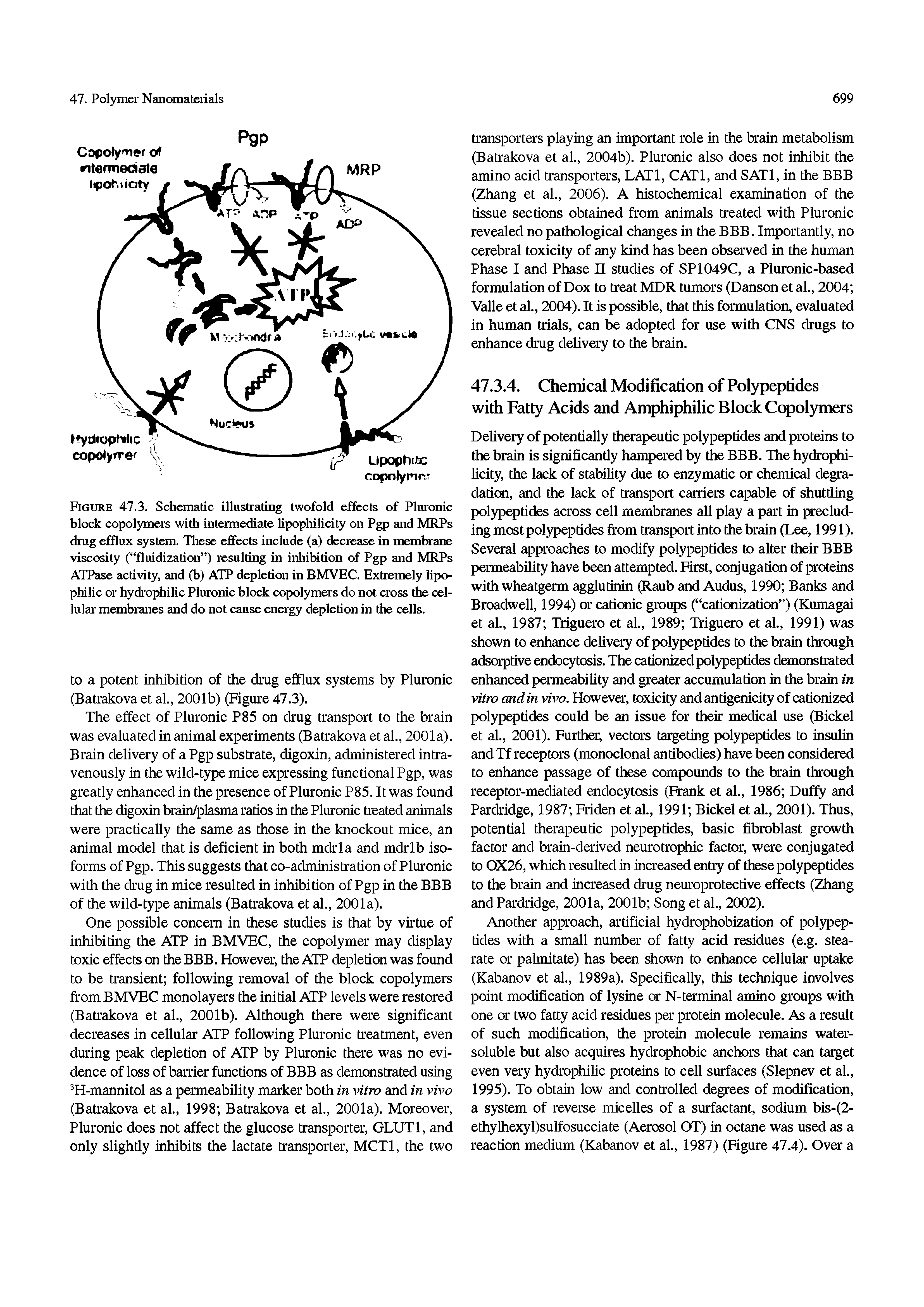 Figure 47.3. Schematic illustrating twofold effects of Pluronic block copolymers witli intemiediate lipophilicity on Pgp and MRPs drag efflux system. Tliese effects include (a) decrease in membrane viscosity ( fluidization ) resulting in inliibition of Pgp and MRPs ATPase activity, and (b) ATP depletion in BMVEC. Extremely lipo-pliilic or hydi ophilic Plui onic block copolymers do not cross tire cel-lulai membranes and do not cause energy depletion in tire cells.