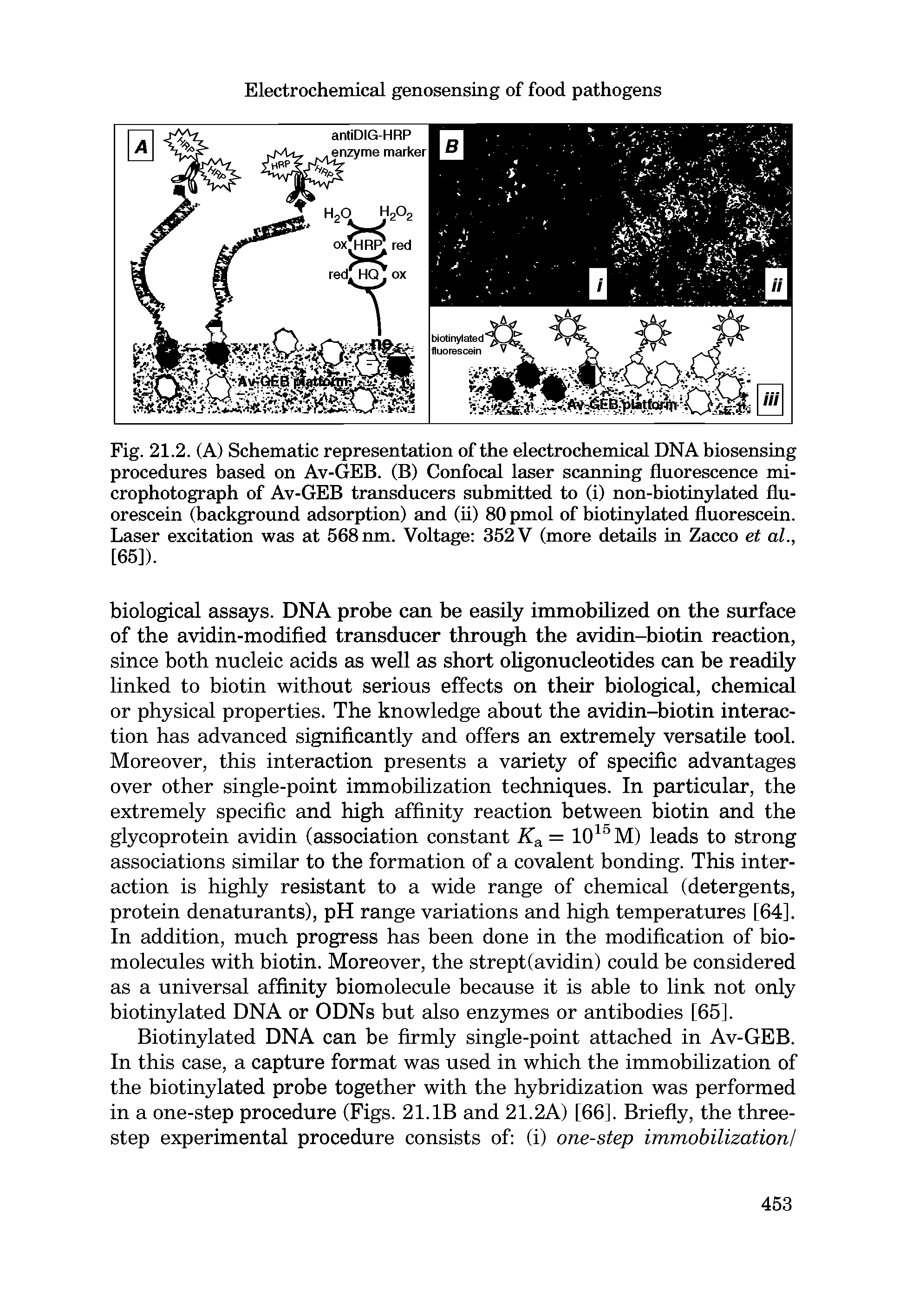 Fig. 21.2. (A) Schematic representation of the electrochemical DNA biosensing procedures based on Av-GEB. (B) Confocal laser scanning fluorescence microphotograph of Av-GEB transducers submitted to (i) non-biotinylated fluorescein (background adsorption) and (ii) 80 pmol of biotinylated fluorescein. Laser excitation was at 568 nm. Voltage 352 V (more details in Zacco et at., [65]).