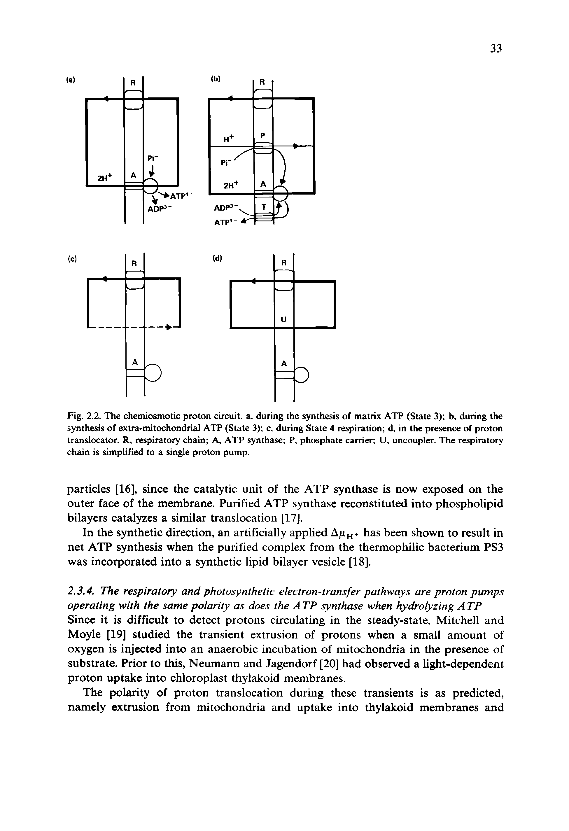 Fig. 2.2. The chemiosmotic proton circuit, a, during the synthesis of matrix ATP (State 3) b, during the synthesis of extra-mitochondrial ATP (State 3) c, during State 4 respiration d, in the presence of proton translocator. R, respiratory chain A, ATP synthase P, phosphate carrier U, uncoupler. The respiratory chain is simplified to a single proton pump.