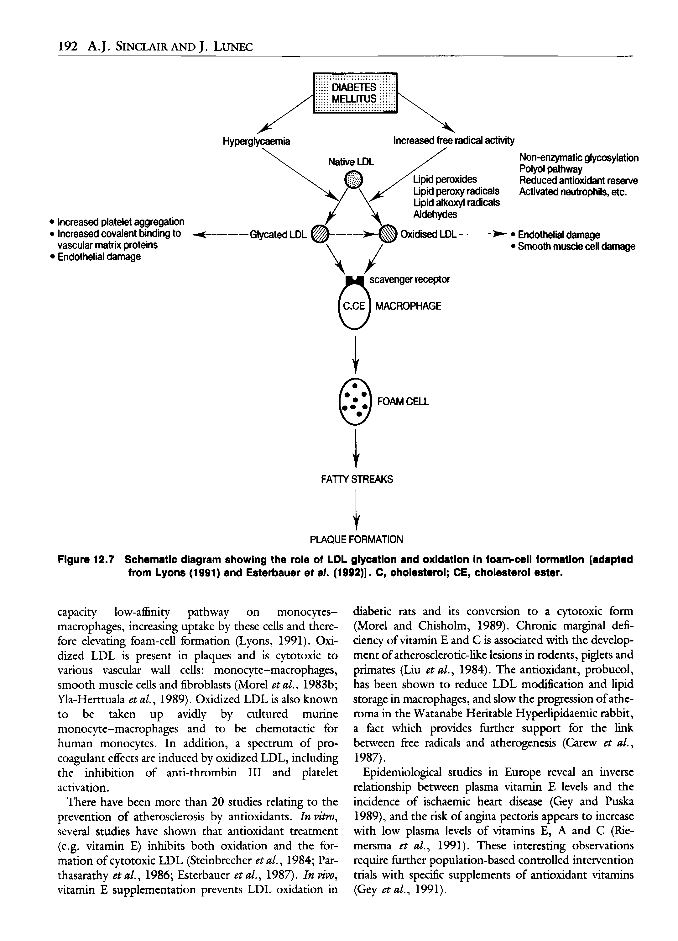 Figure 12.7 Schematic diagram showing the role of LDL glycatlon and oxidation in foam-cell formation [adapted from Lyons (1991) and Esterbauer et al. (1992)]. C, cholesterol CE, cholesterol ester.