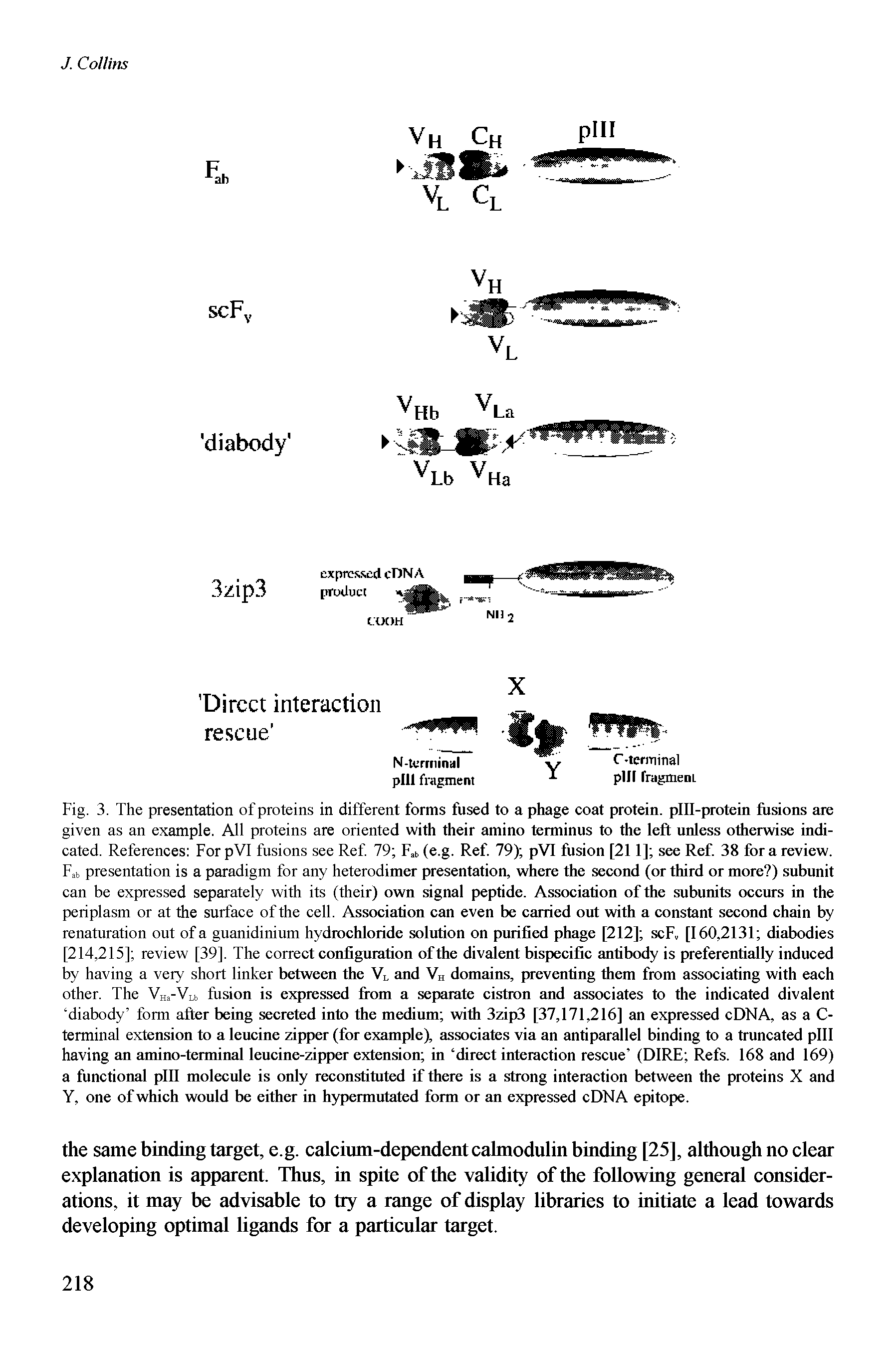 Fig. 3. The presentation of proteins in different forms fused to a phage coat protein, pill-protein fusions are given as an example. All proteins are oriented with their amino terminus to the left unless otherwise indicated. References For pVI fusions see Ref. 79 F,b (e.g. Ref. 79) pVI fusion [211] see Ref. 38 for a review.