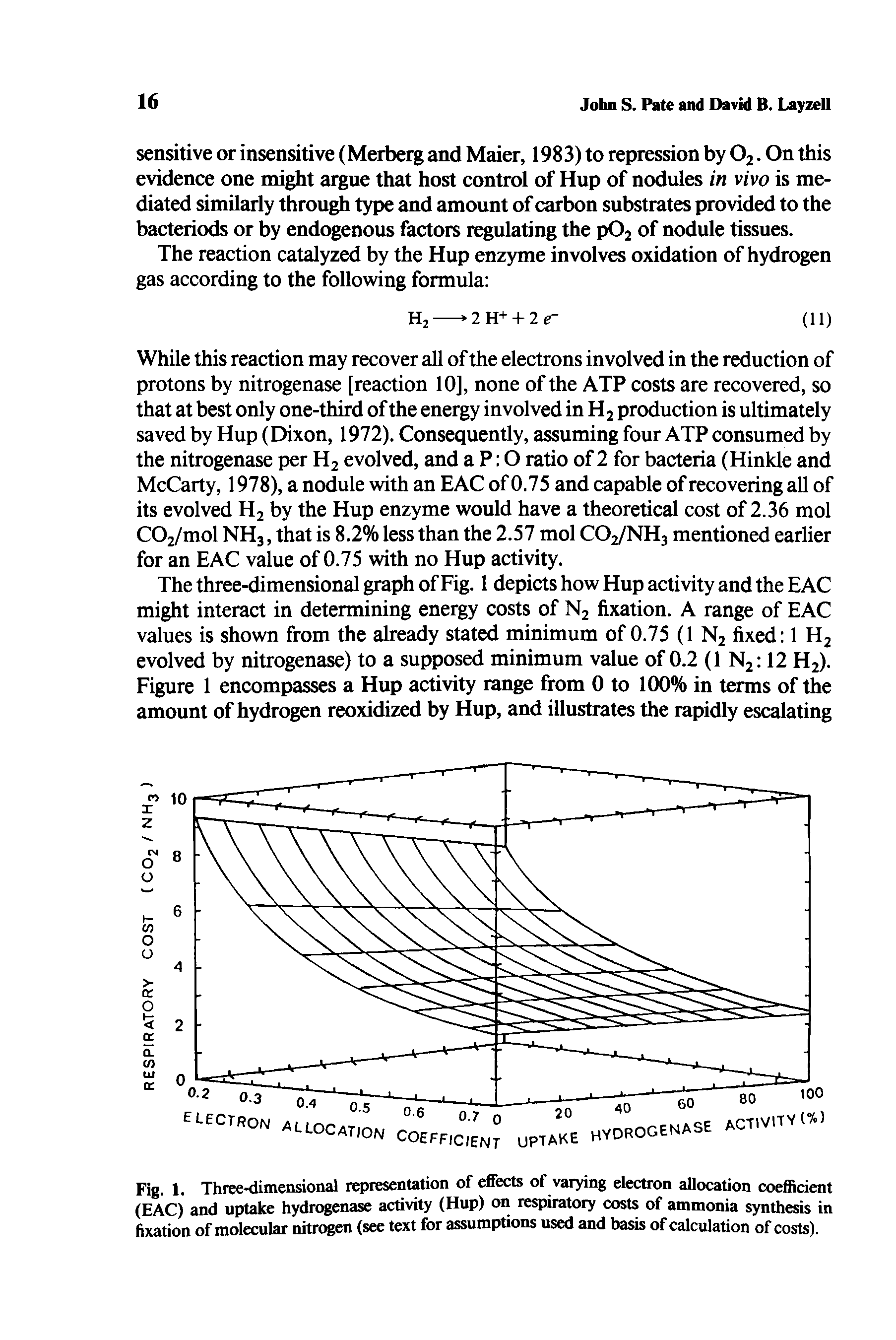 Fig. 1. Three-dimensional representation of effects of varying electron allocation coefficient (EAC) and uptake hydrogenase activity (Hup) on respiratory costs of ammonia synthesis fixation of molecular nitrogen (see text for assumptions used and basis of calculation of costs).