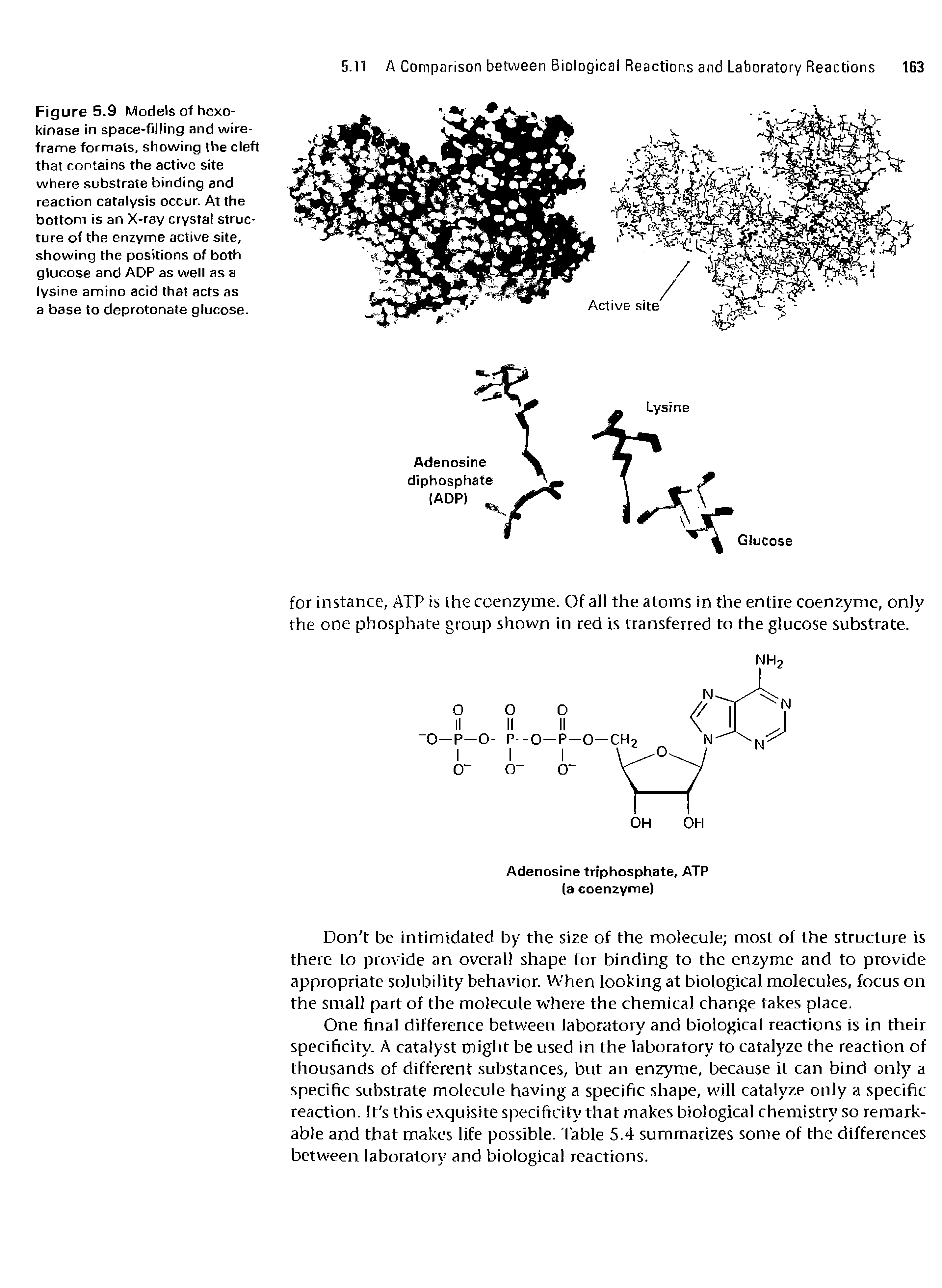 Figure 5.9 Models of hexo-kinase in space-filling and wireframe formats, showing the cleft that contains the active site where substrate binding and reaction catalysis occur. At the bottom is an X-ray crystal structure of the enzyme active site, showing the positions of both glucose and ADP as well as a lysine amino acid that acts as a base to deprotonate glucose.