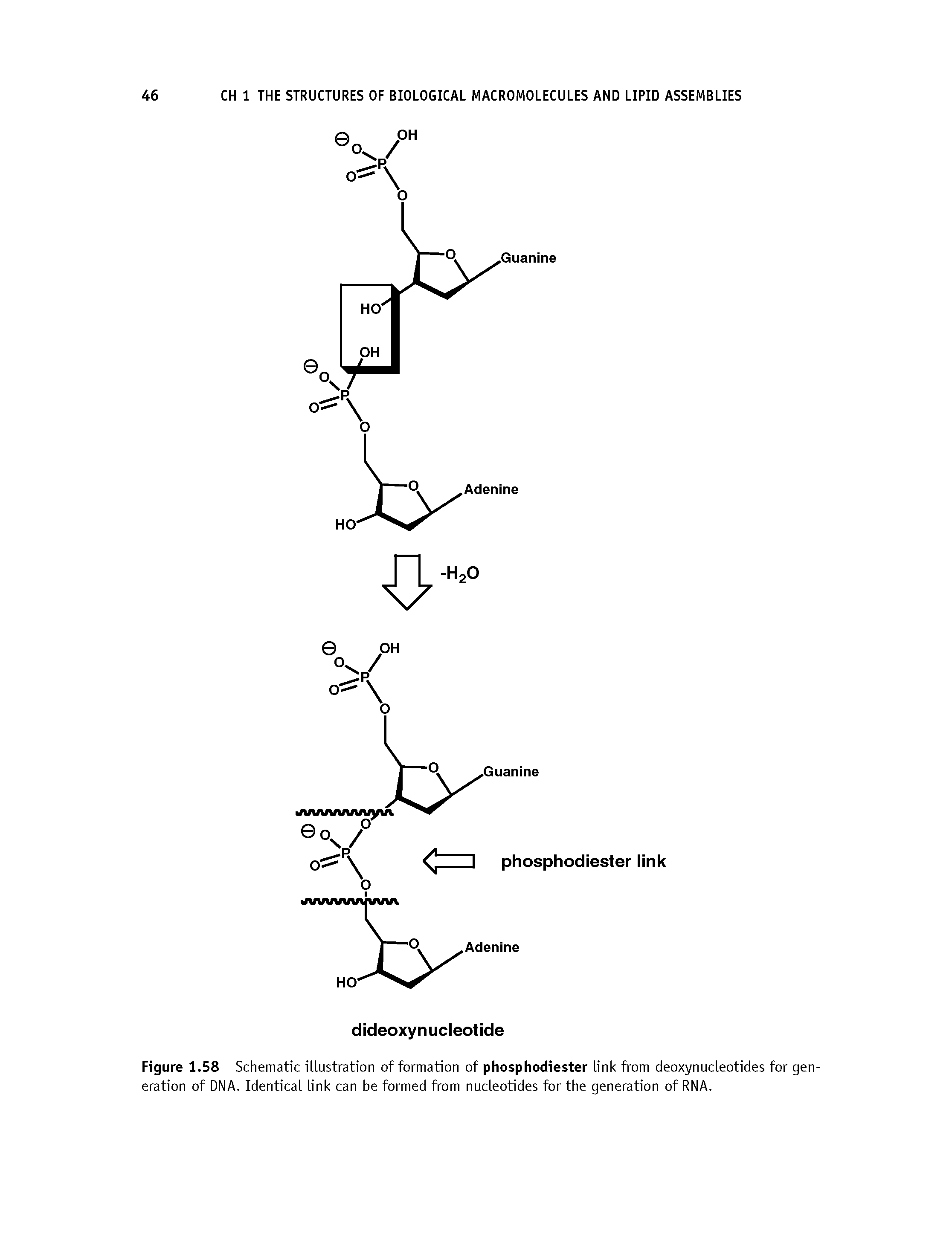 Figure 1.58 Schematic illustration of formation of phosphodiester link from deoxynucleotides for generation of DNA. Identical link can be formed from nucleotides for the generation of RNA.