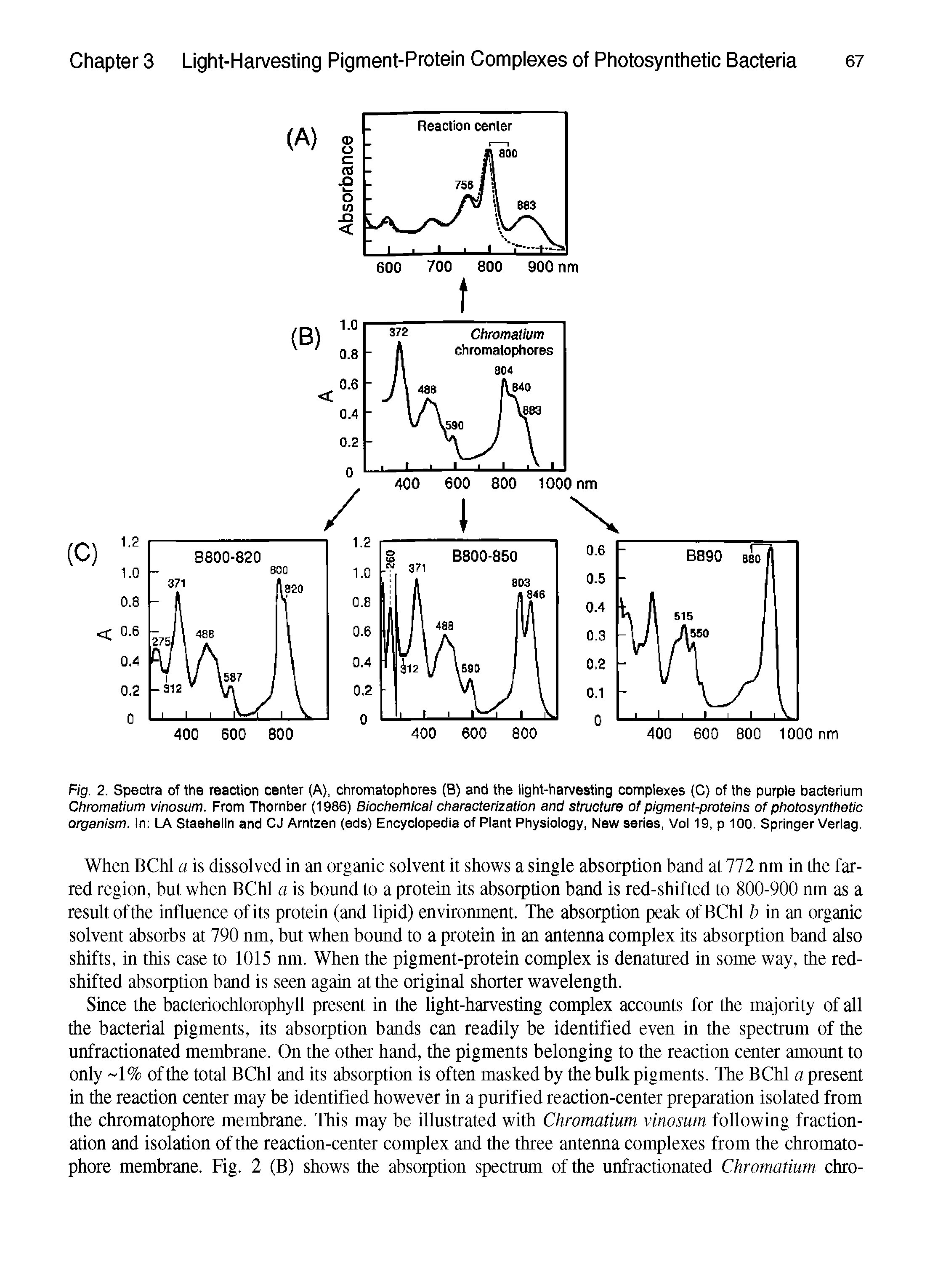 Fig. 2. Spectra of the reaction center (A), chromatophores (B) and the light-harvesting complexes (C) of the purple bacterium Chromatium vinosum. From Thornber (1986) Biochemical characterization and structure of pigment-proteins of photosynthetic organism. In LA Staehelin and CJ Arntzen (eds) Encyclopedia of Plant Physiology, New series, Vol 19, p 100. Springer Verlag.