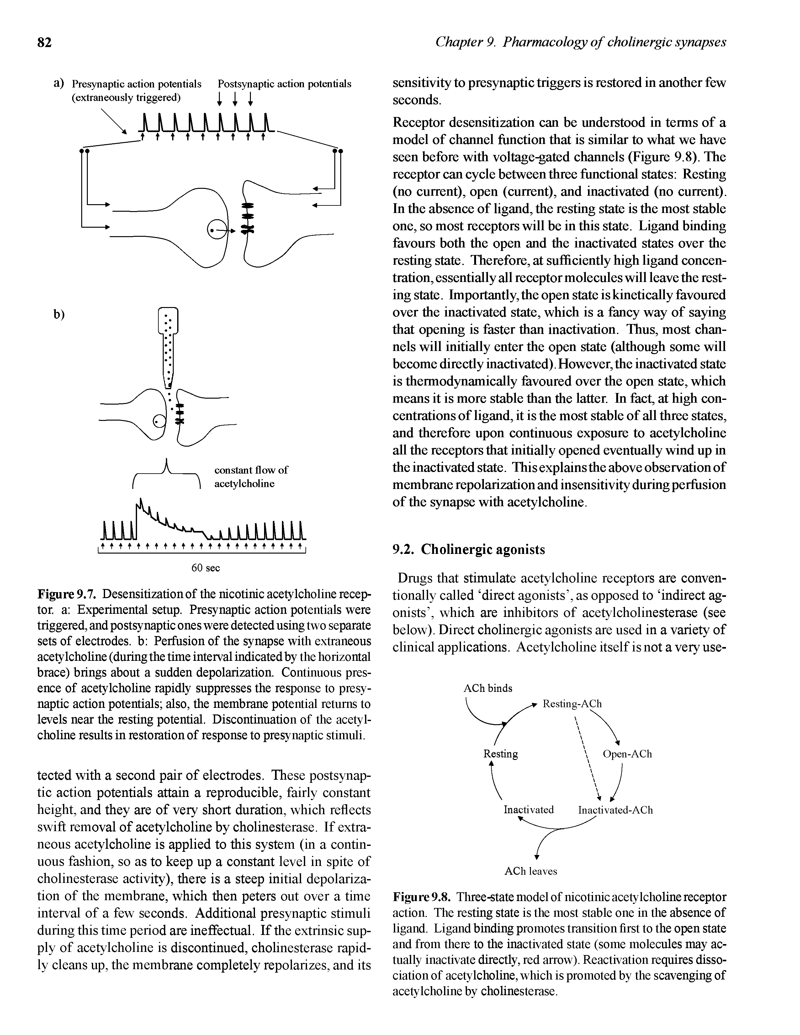 Figure 9.7. Desensitization of the nicotinic acetylcholine receptor. a Experimental setup. Presynaptic action potentials were triggered, and postsynaptic ones were detected using two separate sets of electrodes, b Perfusion of the synapse with extraneous acetylcholine (during the time interval indicated by the horizontal brace) brings about a sudden depolarization. Continuous presence of acetylcholine rapidly suppresses the response to presynaptic action potentials also, the membrane potential returns to levels near the resting potential. Discontinuation of the acetylcholine results in restoration of response to presynaptic stimuli.