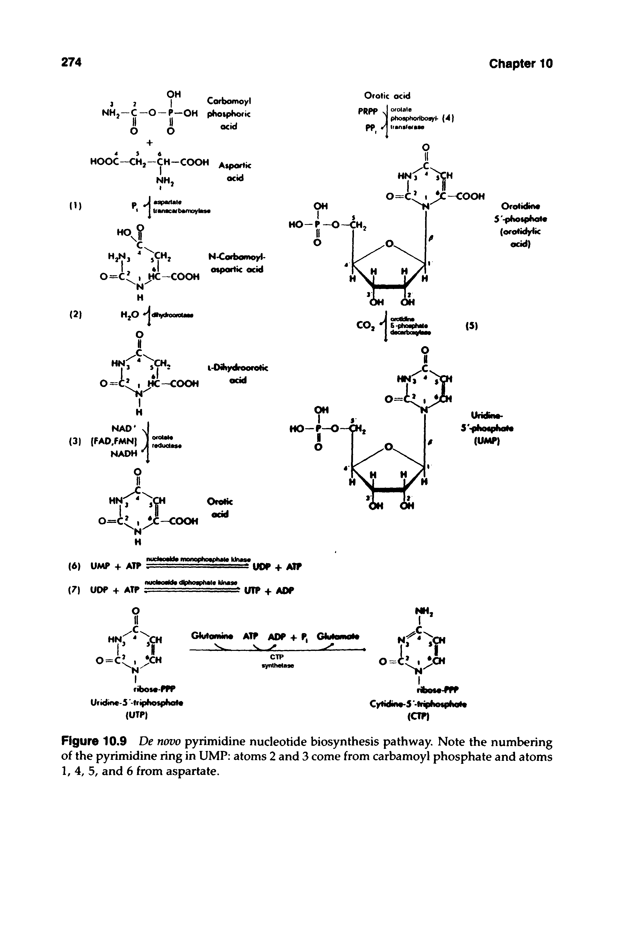 Figure 10.9 De now pyrimidine nucleotide biosynthesis pathway. Note the numbering of the pyrimidine ring in UMP atoms 2 and 3 come from carbamoyl phosphate and atoms 1, 4, 5, and 6 from aspartate.