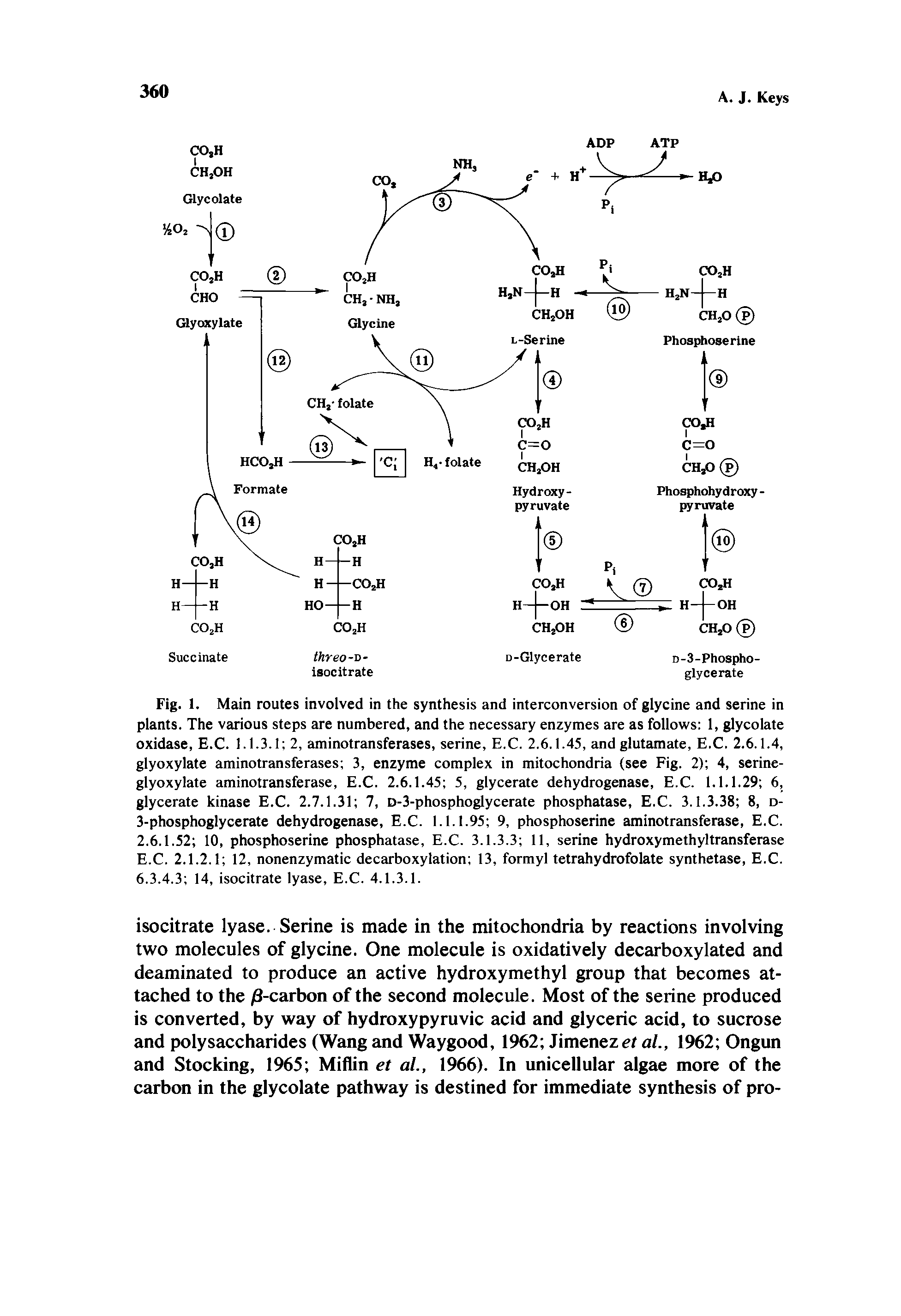 Fig. 1. Main routes involved in the synthesis and interconversion of glycine and serine in plants. The various steps are numbered, and the necessary enzymes are as follows 1, glycolate oxidase, E.C. 1.1.3.1 2, aminotransferases, serine, E.C. 2.6.1.45, and glutamate, E.C. 2.6.1.4, glyoxylate aminotransferases 3, enzyme complex in mitochondria (see Fig. 2) 4, serine-glyoxylate aminotransferase, E.C. 2.6.1.45 5, glycerate dehydrogenase, E.C. 1.1.1.29 6, glycerate kinase E.C. 2.7.1.31 7, D-3-phosphoglycerate phosphatase, E.C. 3.1.3.38 8, d-3-phosphoglycerate dehydrogenase, E.C. 1.1.1.95 9, phosphoserine aminotransferase, E.C. 2.6.1.52 10, phosphoserine phosphatase, E.C. 3.1.3.3 11, serine hydroxymethyltransferase E.C. 2.1.2.1 12, nonenzymatic decarboxylation 13, formyl tetrahydrofolate synthetase, E.C. 6.3.4.3 14, isocitrate iyase, E.C. 4.1.3.1.