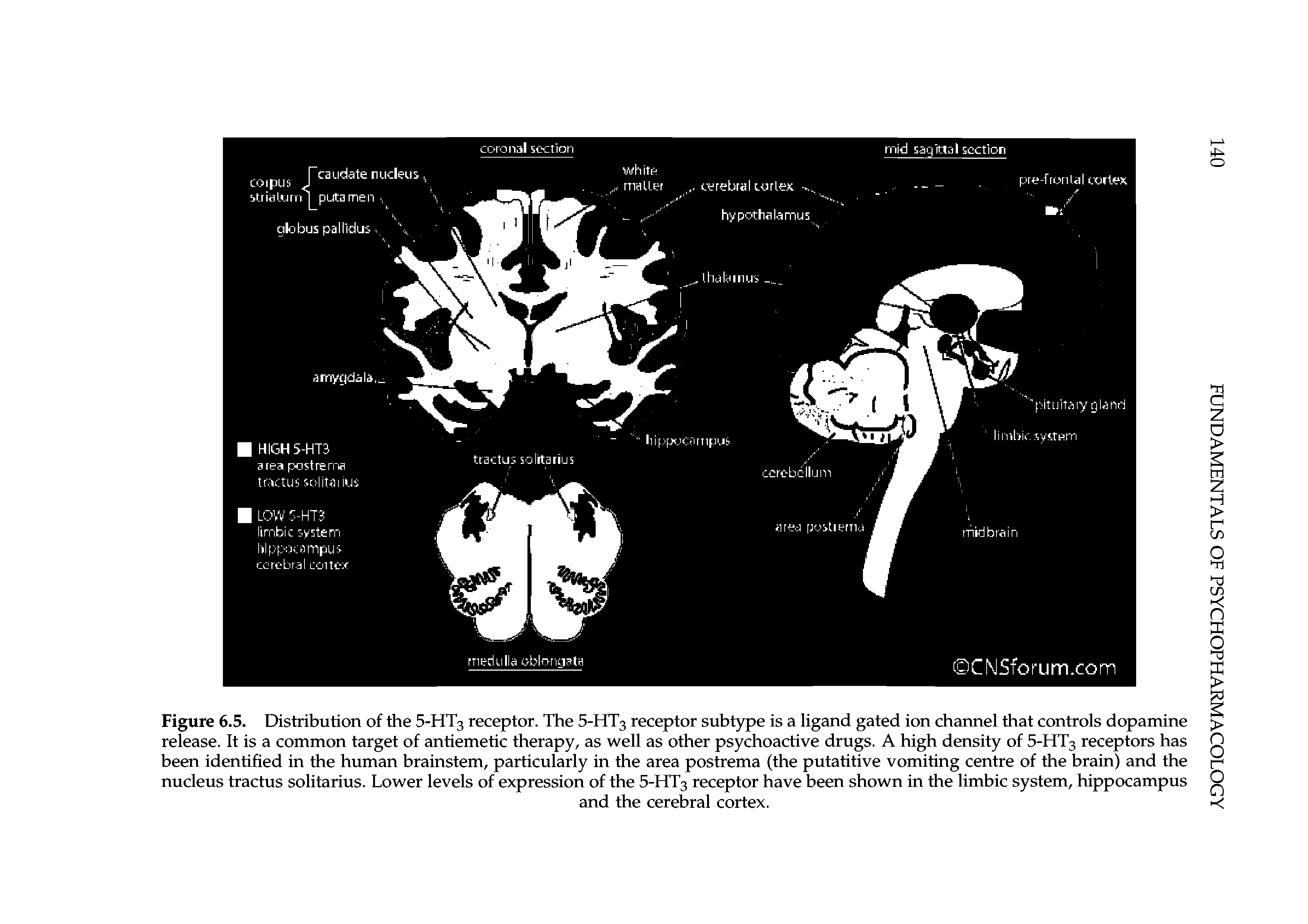 Figure 6.5. Distribution of the 5-HT3 receptor. The 5-HT3 receptor subtype is a ligand gated ion channel that controls dopamine release. It is a common target of antiemetic therapy, as well as other psychoactive drugs. A high density of 5-HT3 receptors has been identified in the human brainstem, particularly in the area postrema (the putatitive vomiting centre of the brain) and the nucleus tractus solitarius. Lower levels of expression of the 5-HT3 receptor have been shown in the limbic system, hippocampus...