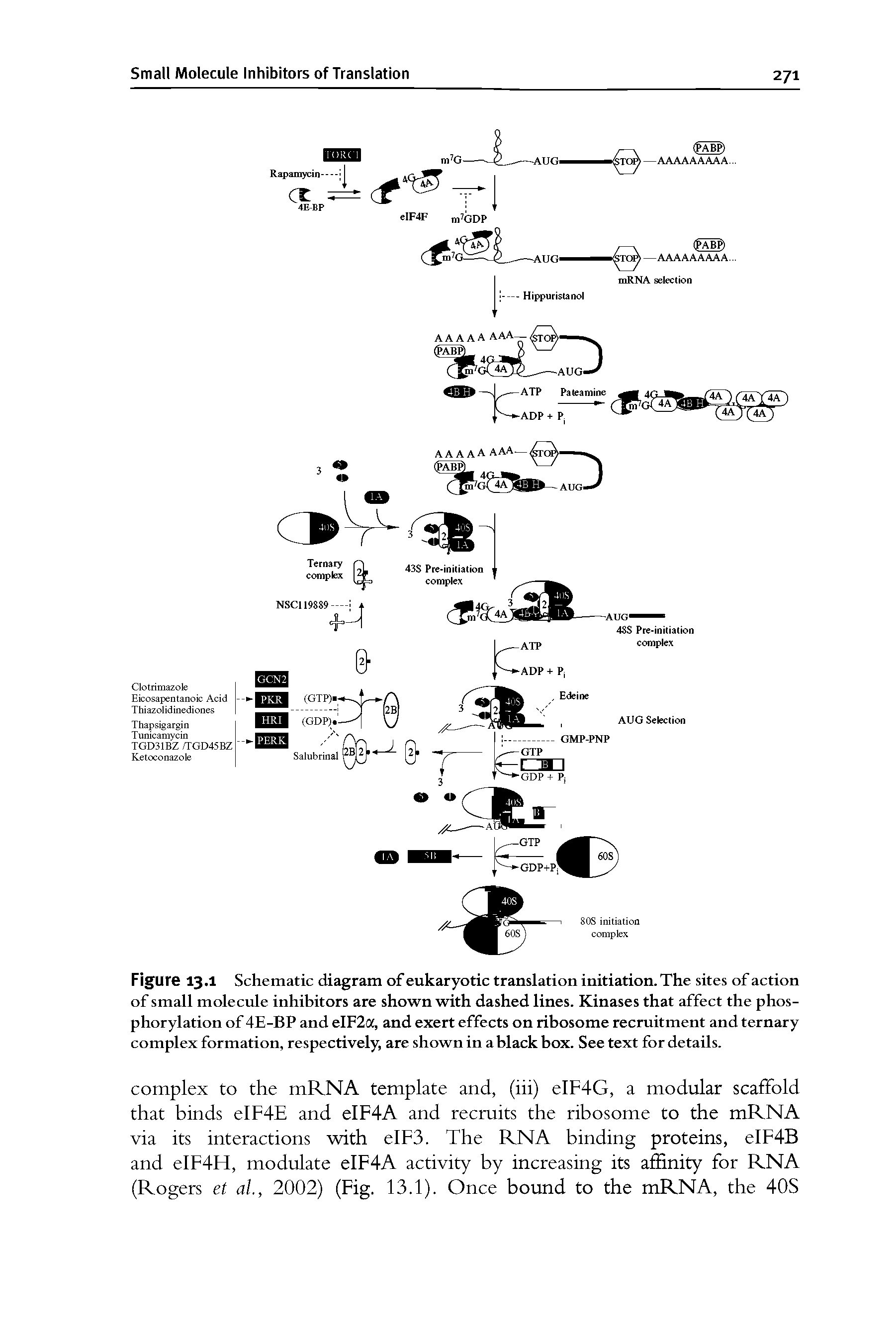 Figure 13.1 Schematic diagram of eukaryotic translation initiation. The sites of action of small molecule inhibitors are shown with dashed lines. Kinases that affect the phosphorylation of 4E-BP and eIF2a, and exert effects on ribosome recruitment and ternary complex formation, respectively, are shown in a black box. See text for details.