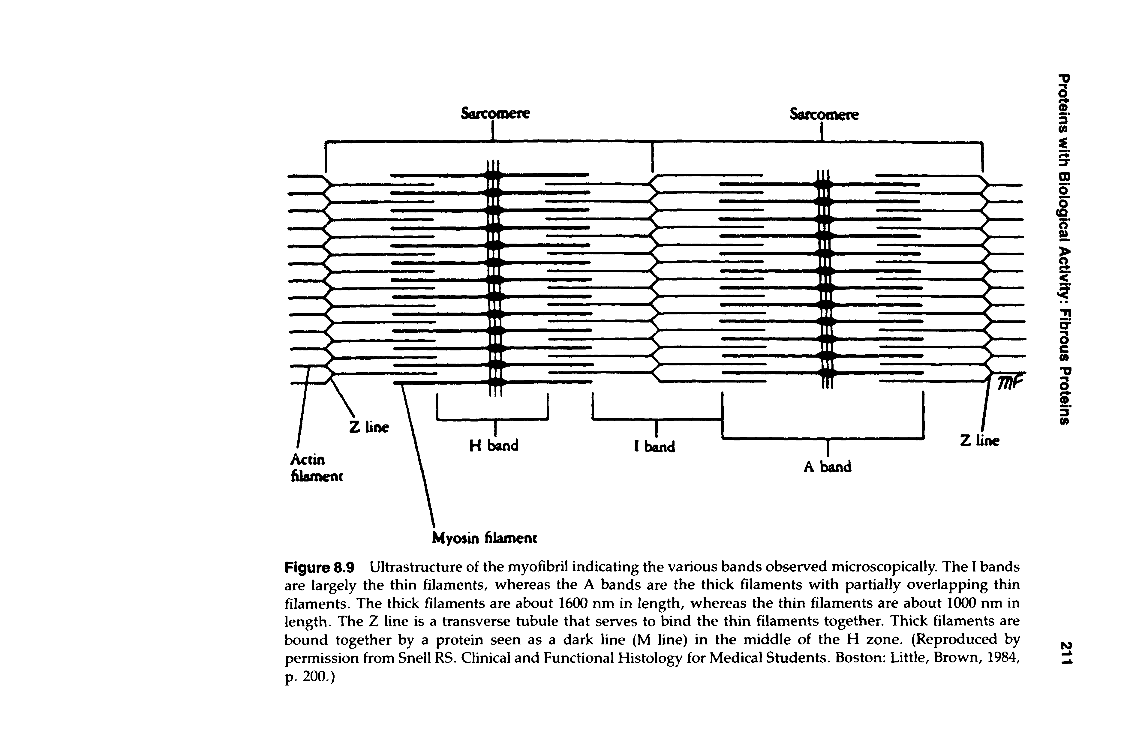 Figure 8.9 Ultrastructure of the myofibril indicating the various bands observed microscopically. The I bands are largely the thin filaments, whereas the A bands are the thick filaments with partially overlapping thin filaments. The thick filaments are about 1600 nm in length, whereas the thin filaments are about 1000 nm in length. The Z line is a transverse tubule that serves to bind the thin filaments together. Thick filaments are bound together by a protein seen as a dark line (M line) in the middle of the H zone. (Reproduced by permission from Snell RS. Clinical and Functional Histology for Medical Students. Boston Little, Brown, 1984,...