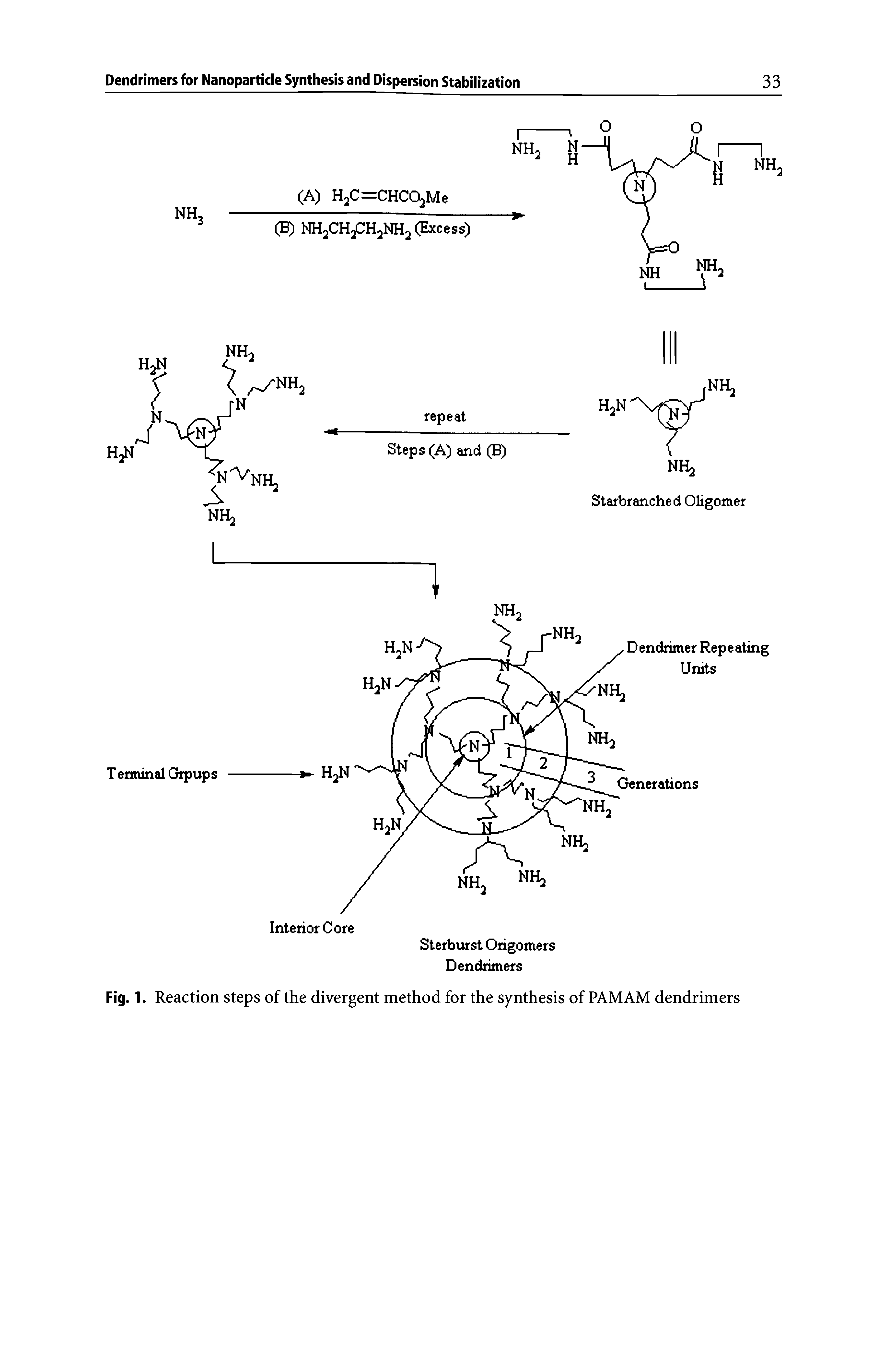 Fig. 1. Reaction steps of the divergent method for the synthesis of PAMAM dendrimers...