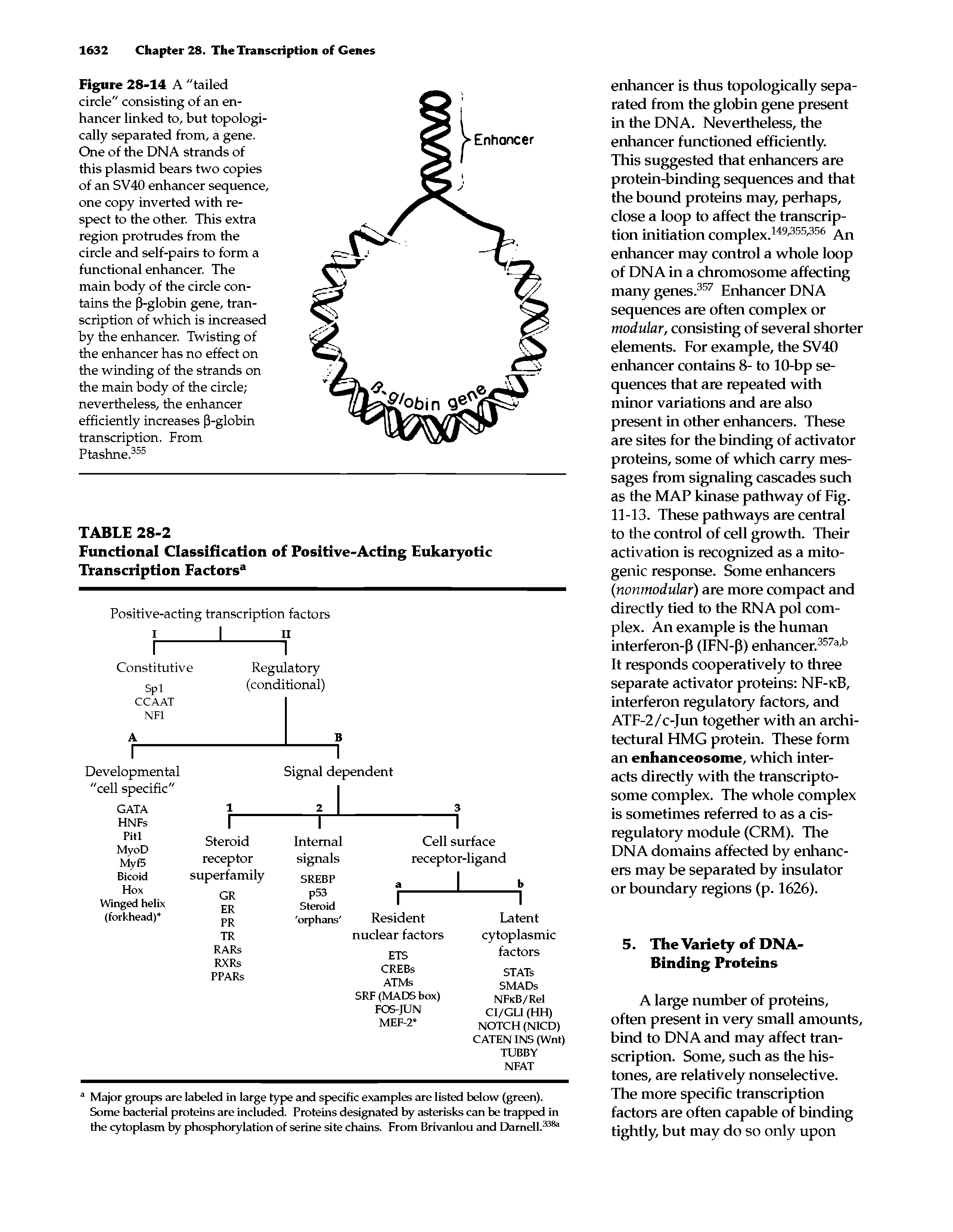 Figure 28-14 A "tailed circle" consisting of an enhancer linked to, but topologically separated from, a gene. One of the DNA strands of this plasmid bears two copies of an SV40 enhancer sequence, one copy inverted with respect to the other. This extra region protrudes from the circle and self-pairs to form a functional enhancer. The main body of the circle contains the p-globin gene, transcription of which is increased by the enhancer. Twisting of the enhancer has no effect on the winding of the strands on the main body of the circle nevertheless, the enhancer efficiently increases P-globin transcription. From Ptashne.355...