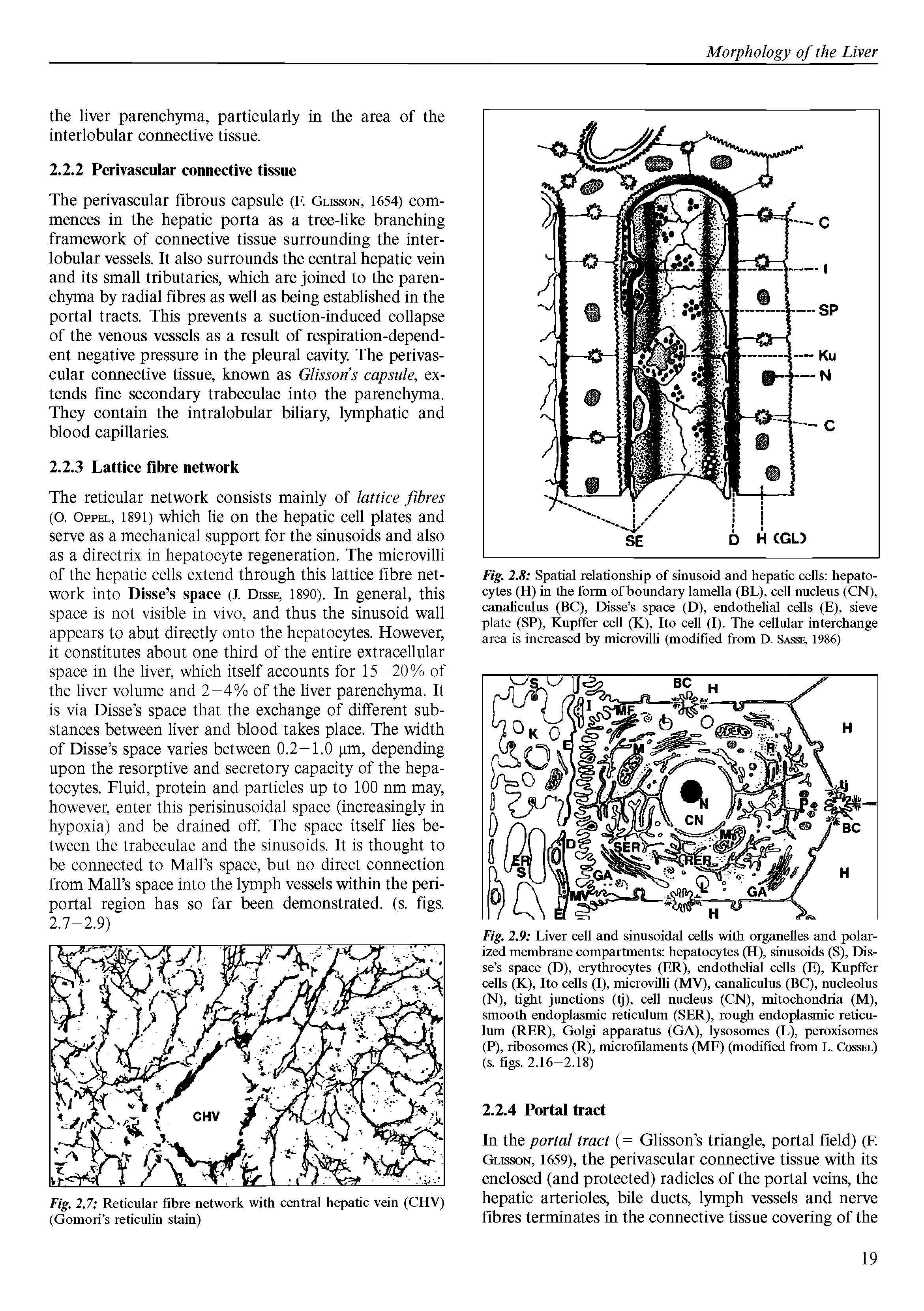 Fig. 2.9 Liver cell and sinusoidal cells with organelles and polarized membrane compartments hepatocytes (H), sinusoids (S), Disse s space (D), erythrocytes (ER), endothelial cells (E), Kupffer cells (K), Ito cells (I), microvilli (MV), canahculus (BC), nucleolus (N), tight junctions (tj), cell nucleus (CN), mitochondria (M), smooth endoplasmic reticulum (SER), rough endoplasmic reticulum (RER), Golgi apparatus (GA), lysosomes (L), peroxisomes (P), ribosomes (R), microfilaments (ME) (modified from L. Cossel) (s. figs. 2.16-2.18)...