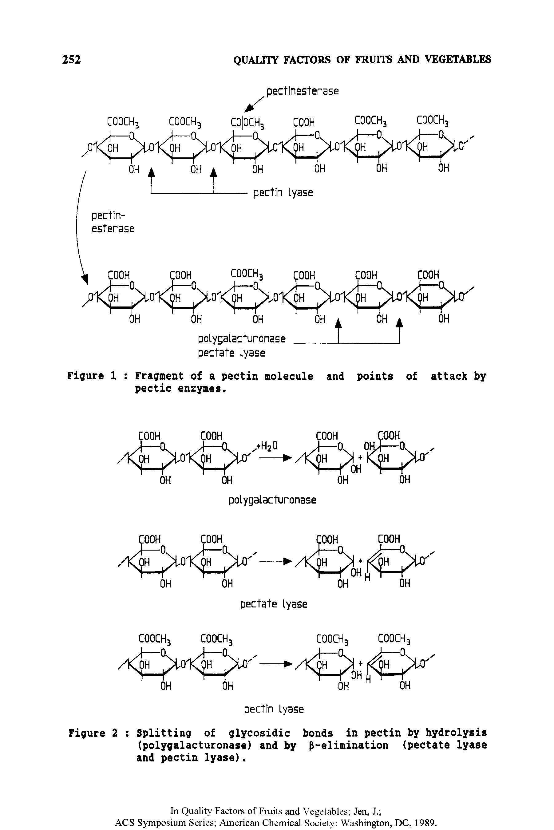 Figure 2 Splitting of glycosidic bonds in pectin by hydrolysis (polygalacturonase) and by -elimination (pectate lyase and pectin lyase).